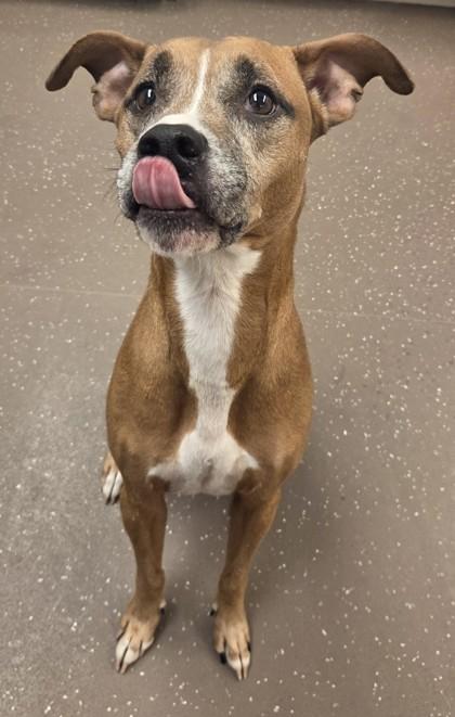 Enlarge Mooney, a Adoptable mixed breed in South Bend, IN image 2/3
