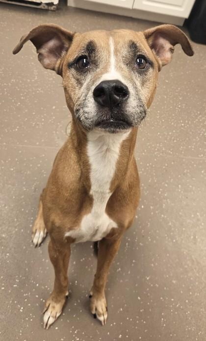 Enlarge Mooney, a Adoptable mixed breed in South Bend, IN image 3/3