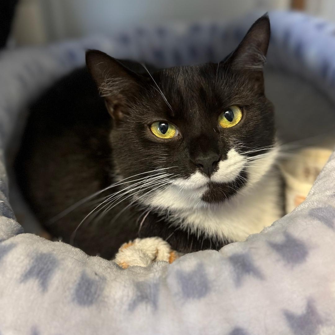 Dahlia, ADOPTABLE, Young Female Domestic Short Hair.