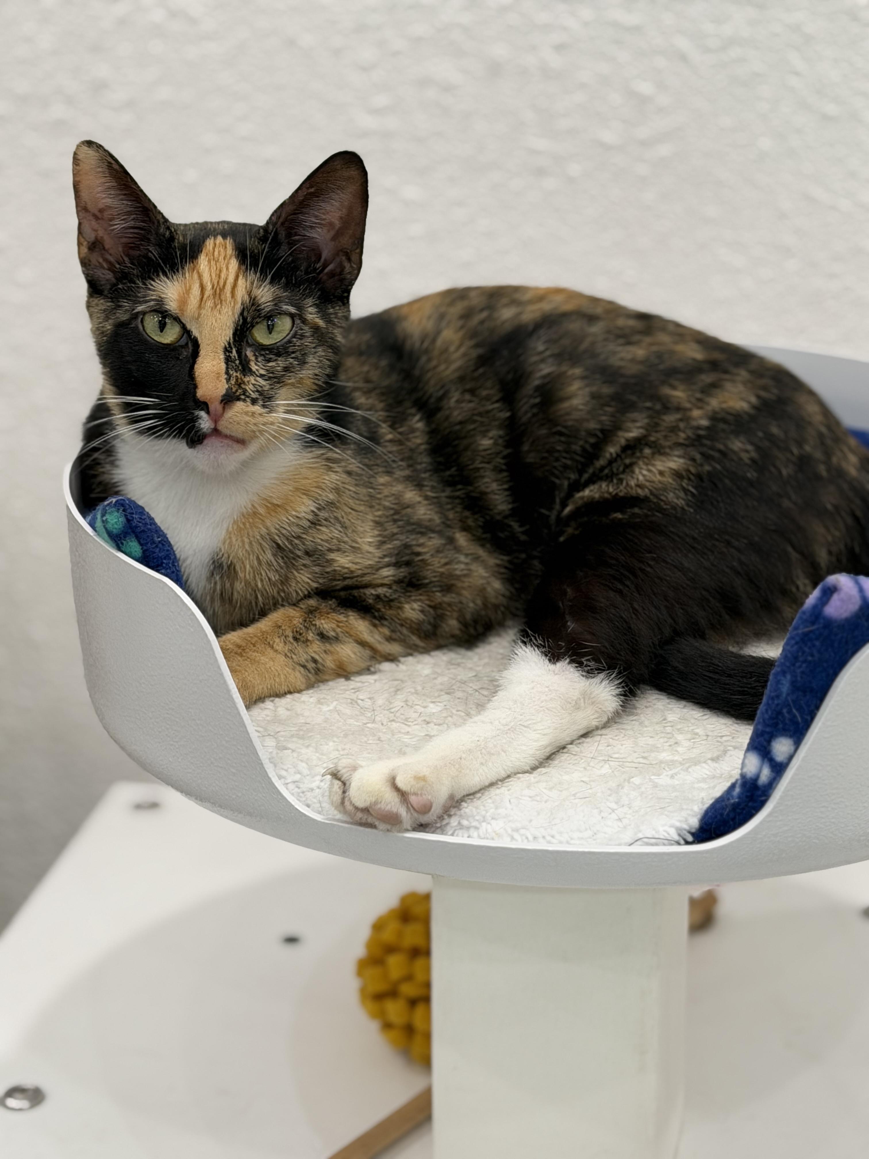 IO, adoptable, Adult Female Domestic Short Hair.