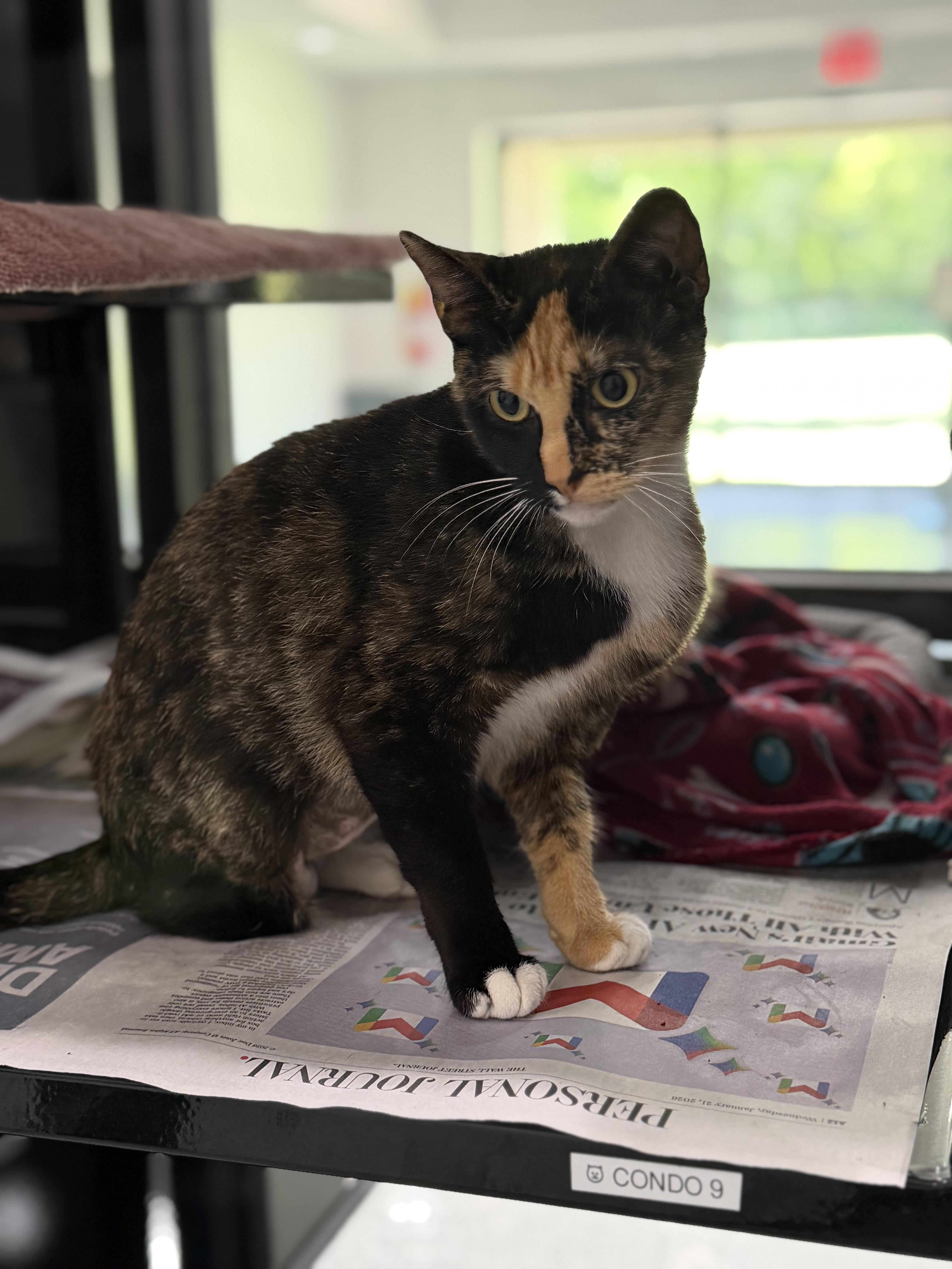 Enlarge IO, an adoptable Domestic Short Hair in Sherman, TX image 2/3