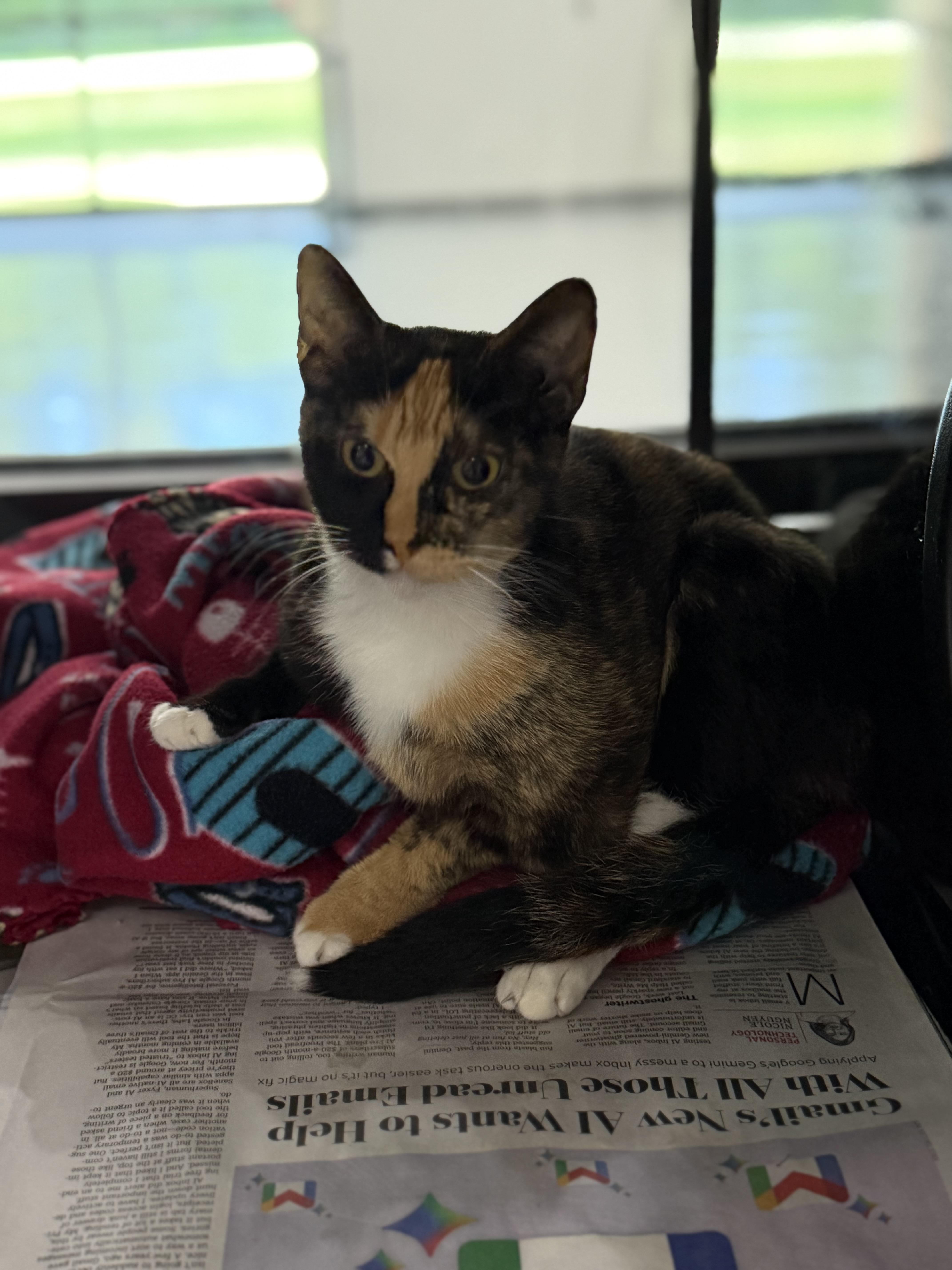 Enlarge IO, an adoptable Domestic Short Hair in Sherman, TX image 3/3