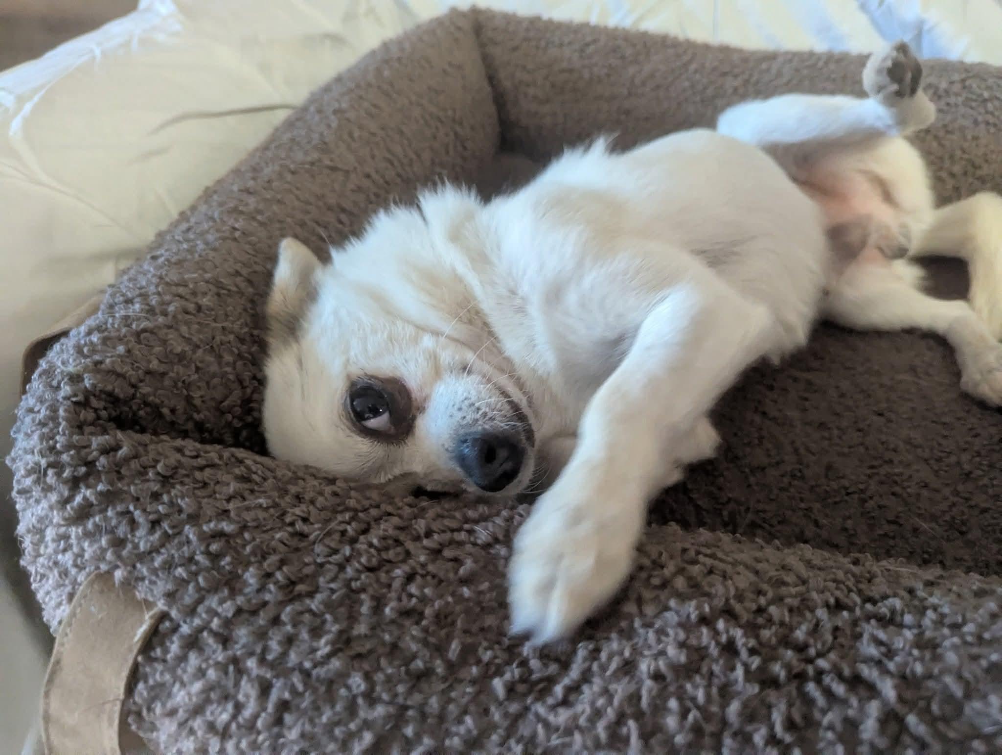 Yoyo, Adoptable, Adult Male Chihuahua.