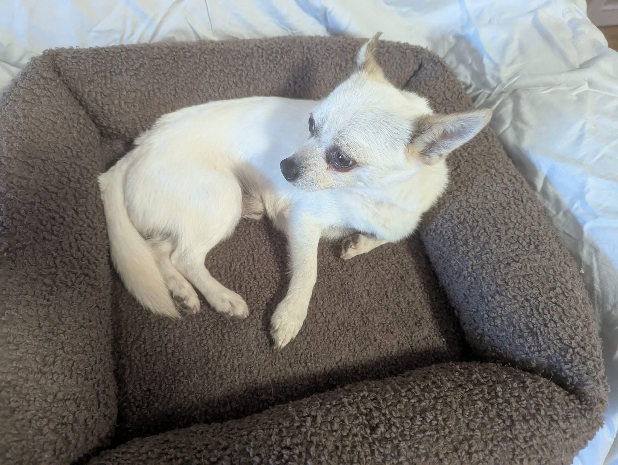 Enlarge Yoyo, a Adoptable mixed breed in Oakland, CA image 2/6