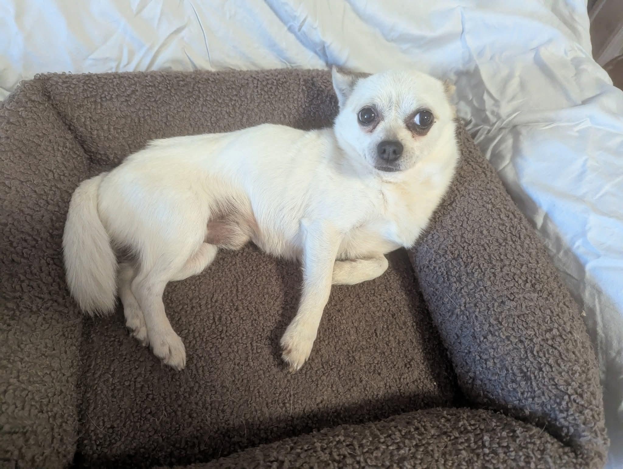 Enlarge Yoyo, a Adoptable mixed breed in Oakland, CA image 4/6