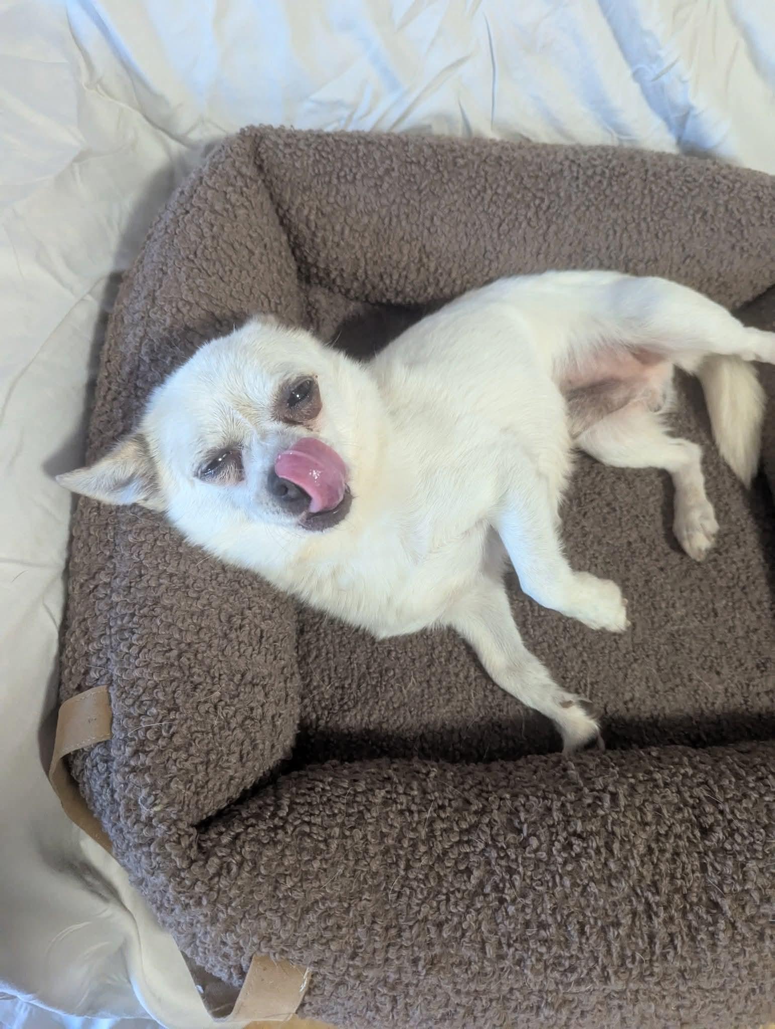 Enlarge Yoyo, a Adoptable mixed breed in Oakland, CA image 5/6