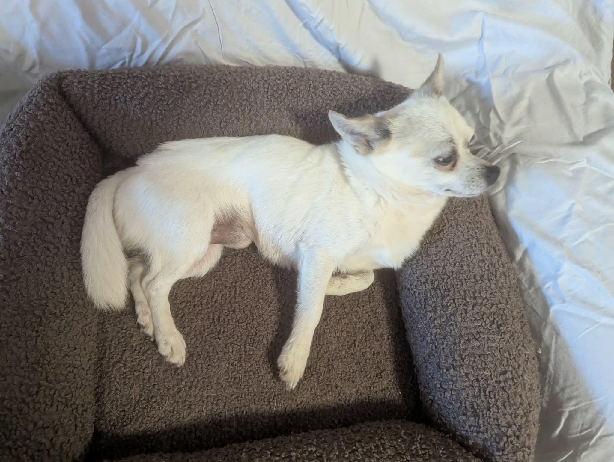 Enlarge Yoyo, a Adoptable mixed breed in Oakland, CA image 6/6