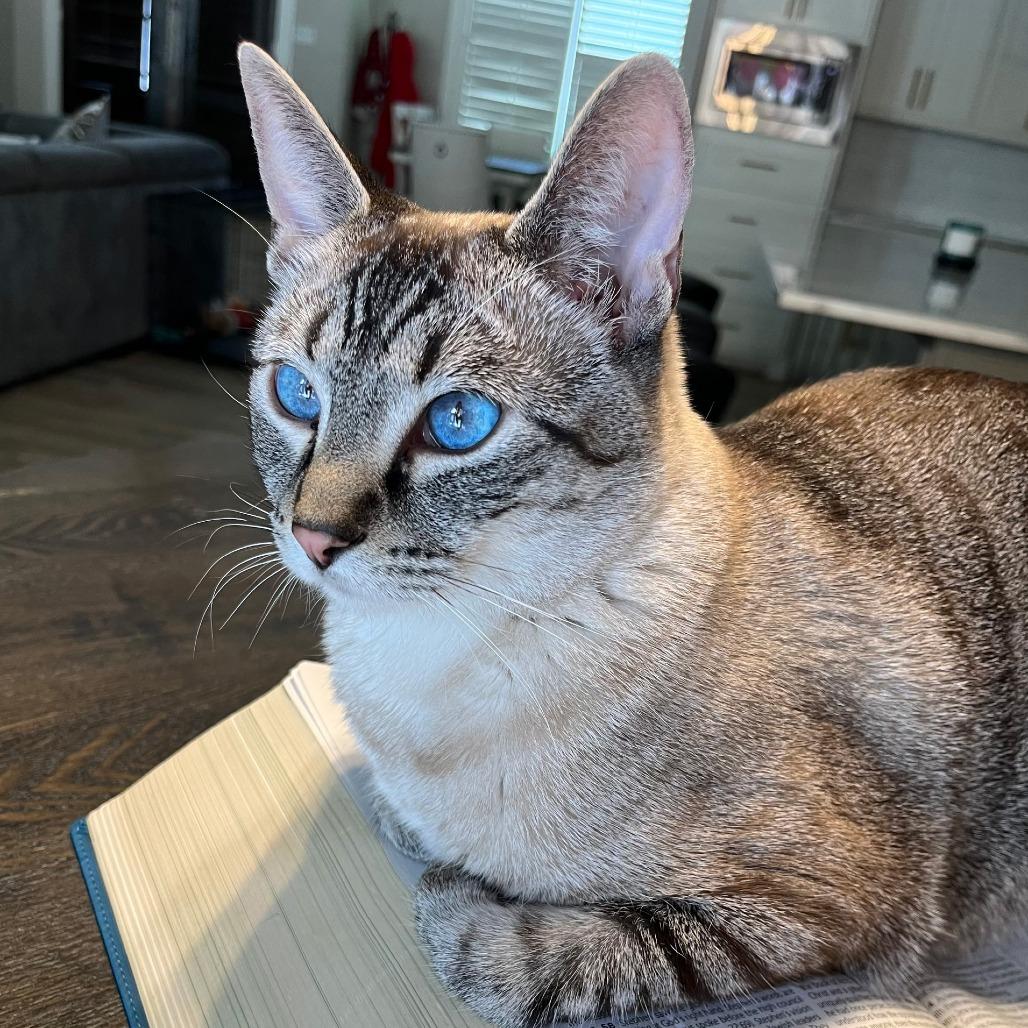 Opal IV 21-056, Adoptable, Adult Male Domestic Short Hair.