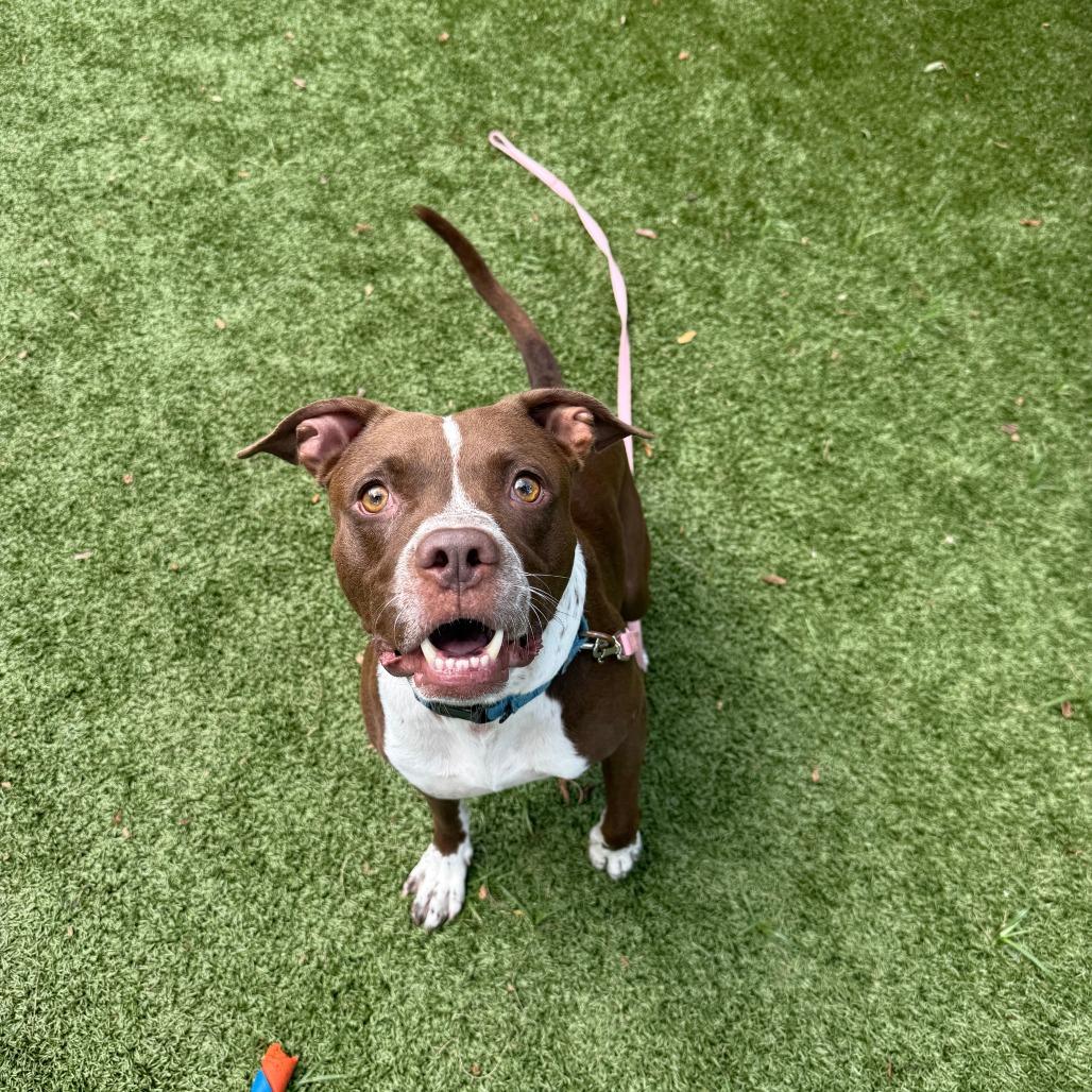 Espresso, Adoptable, Adult Male Mixed Breed.