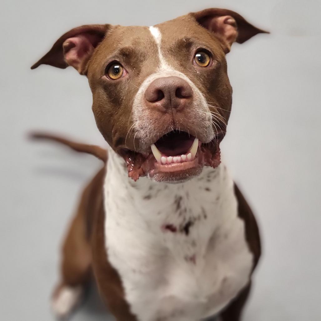 Espresso, a Adoptable Mixed Breed in Sarasota, FL image 2/6