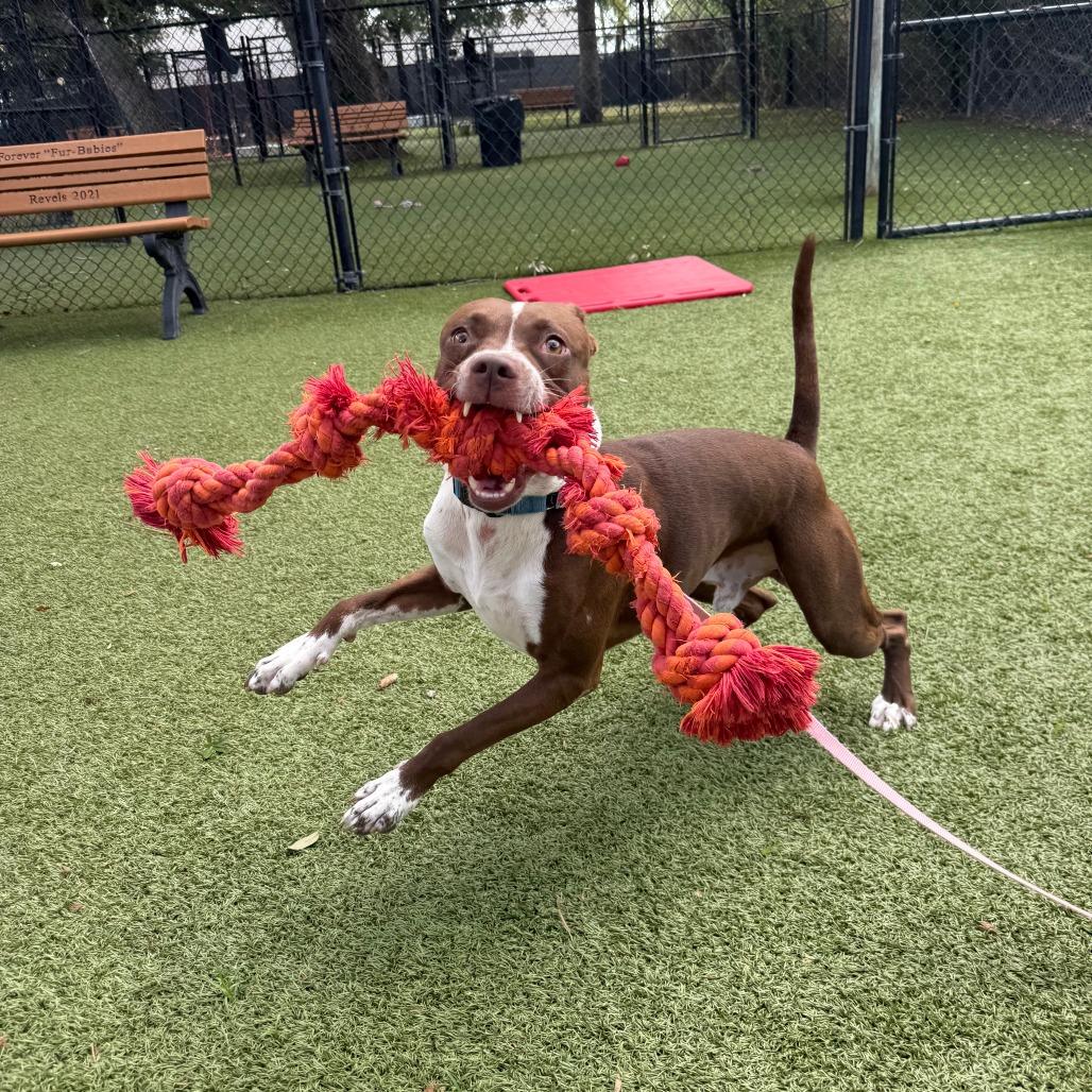 Espresso, a Adoptable Mixed Breed in Sarasota, FL image 3/6