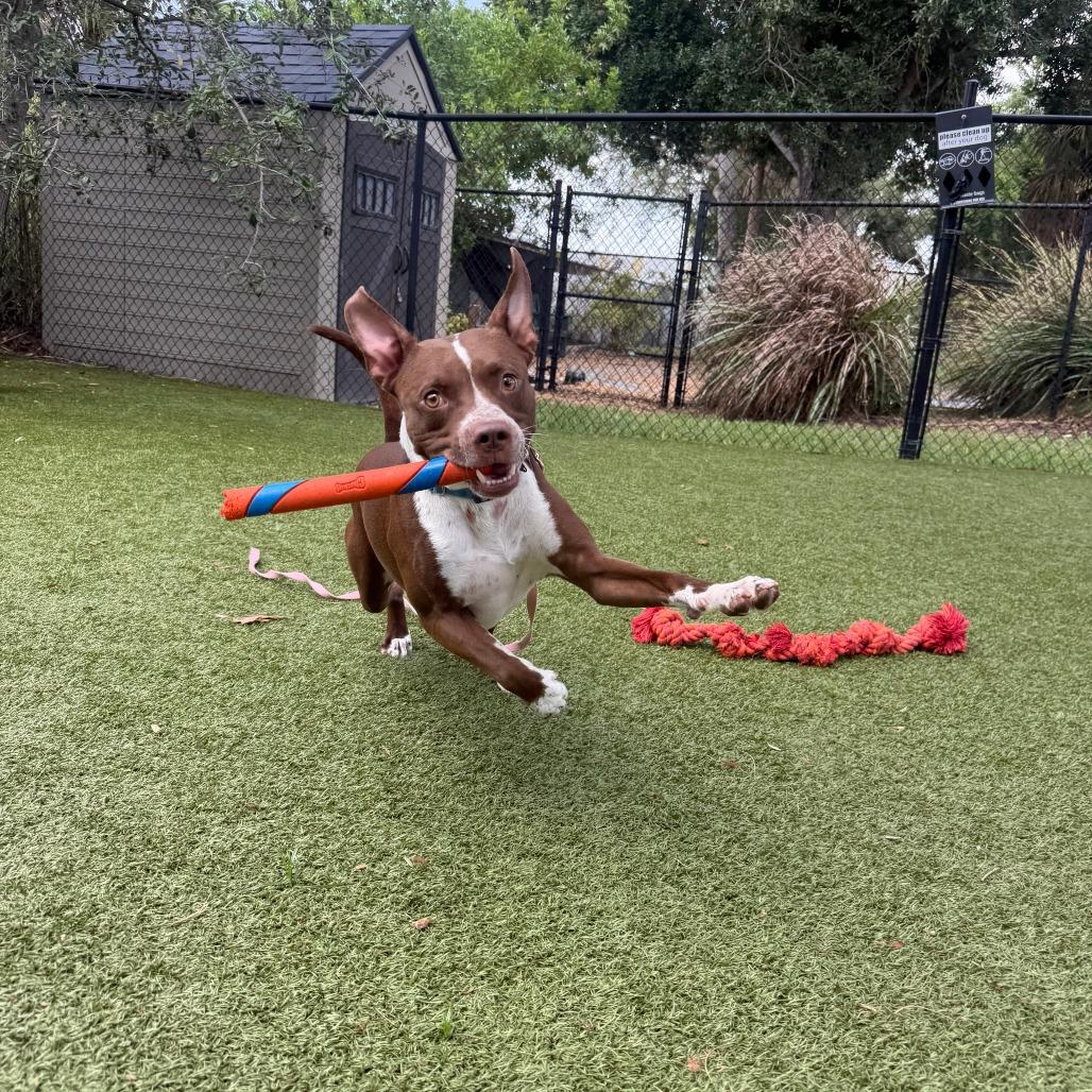 Espresso, a Adoptable Mixed Breed in Sarasota, FL image 4/6