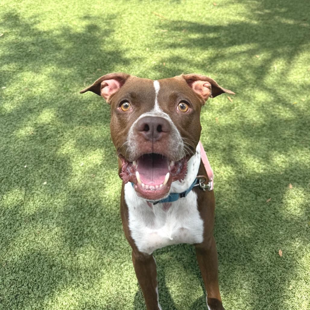 Espresso, a Adoptable Mixed Breed in Sarasota, FL image 5/6
