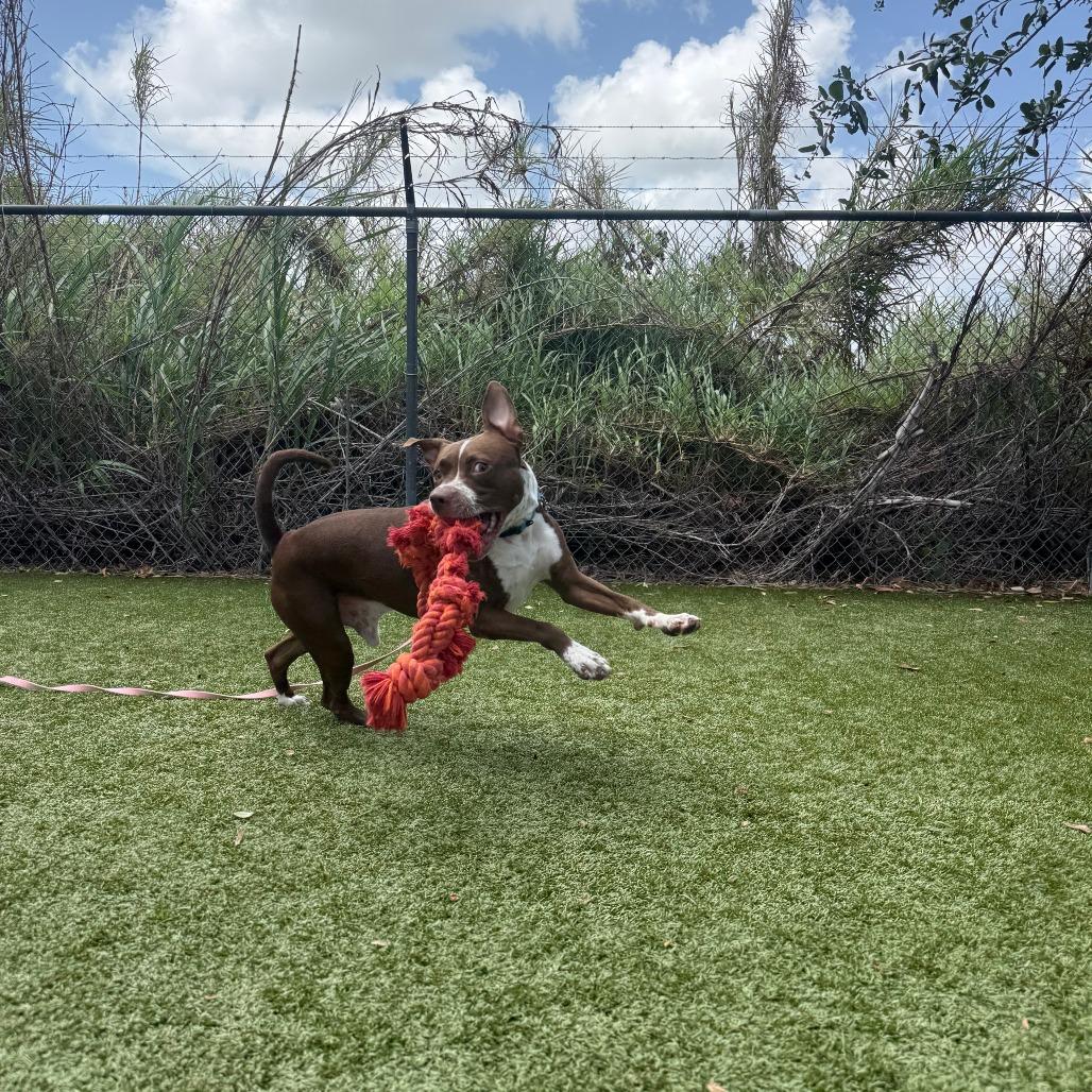 Espresso, a Adoptable Mixed Breed in Sarasota, FL image 6/6