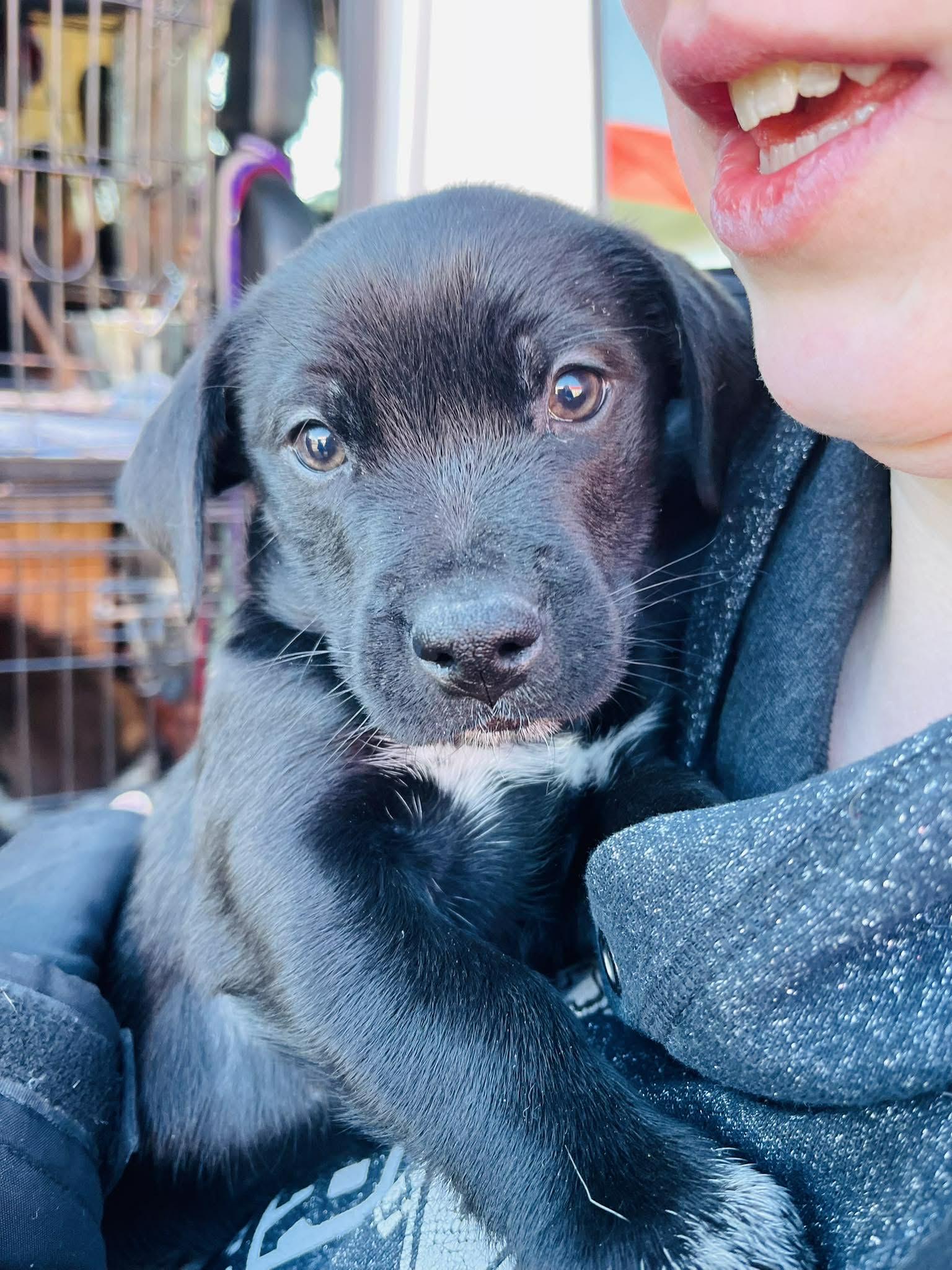 Enlarge Scallywag, an adopted mixed breed in Clinton, WI image 3/4