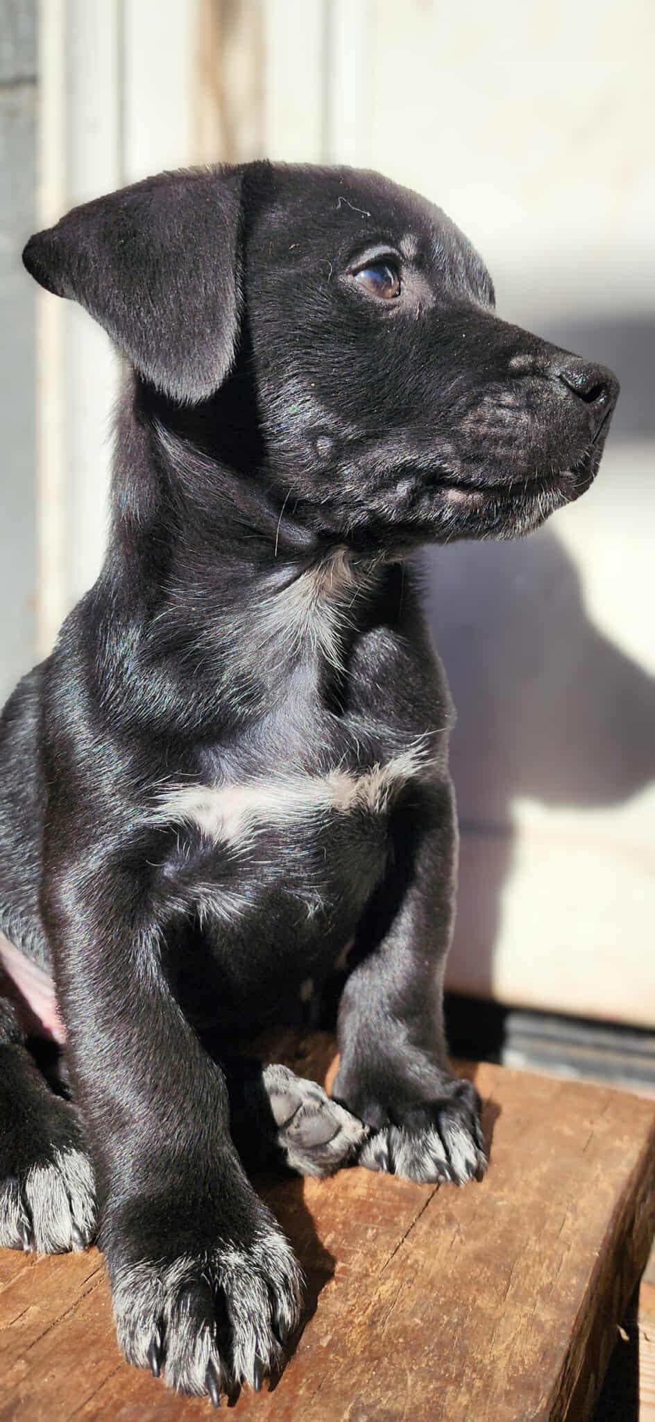 Enlarge Scallywag, an adopted mixed breed in Clinton, WI image 4/4