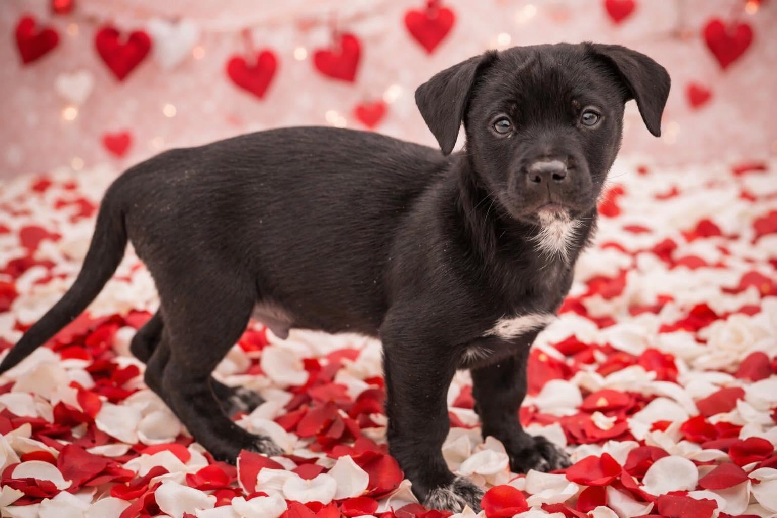 Enlarge Scallywag, an adopted mixed breed in Clinton, WI image 2/4