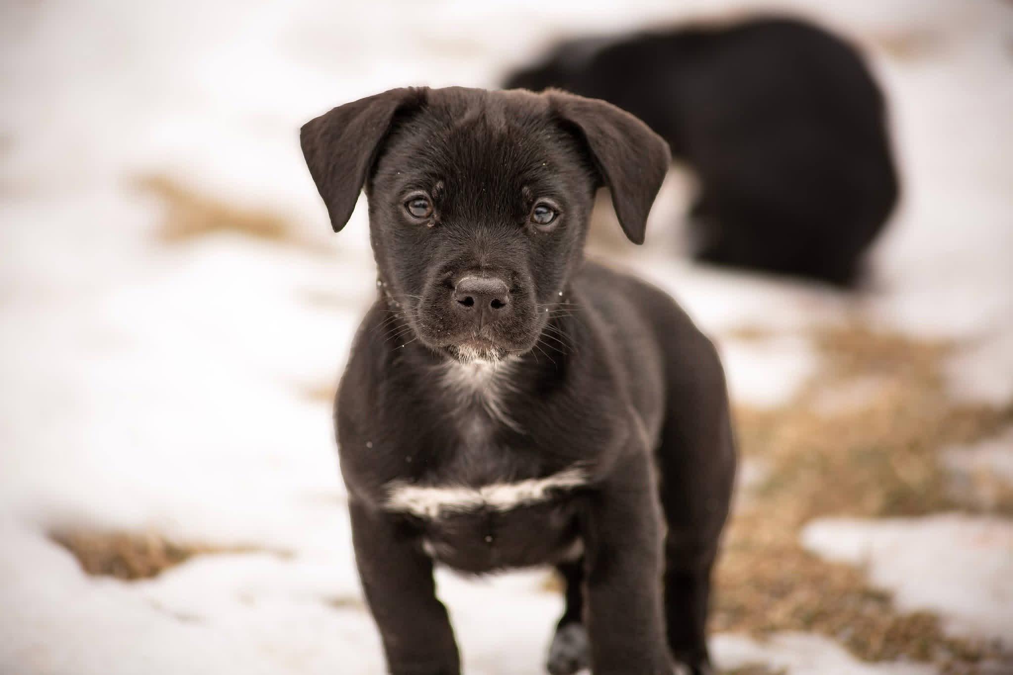 Scallywag, adopted, Puppy Male Maltese & Mixed Breed.
