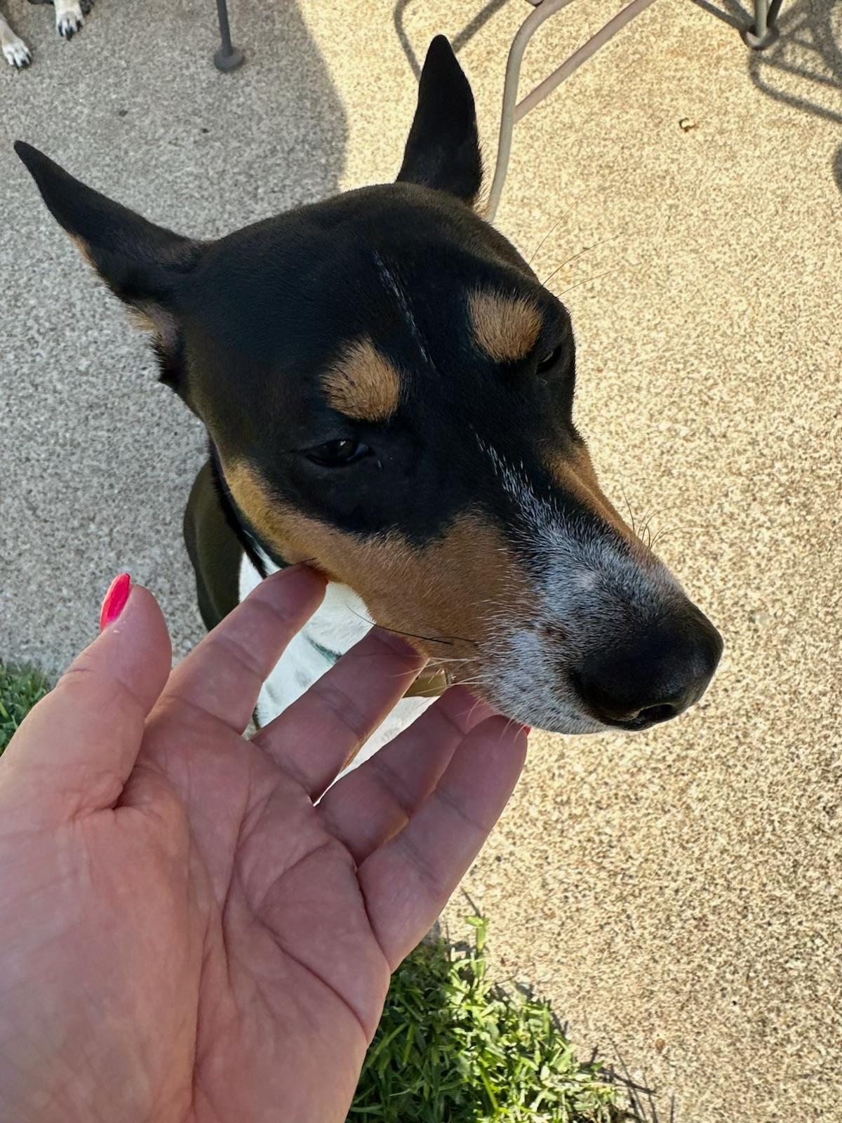 Rascal , adoptable, Young Male Basenji & Miniature Pinscher.