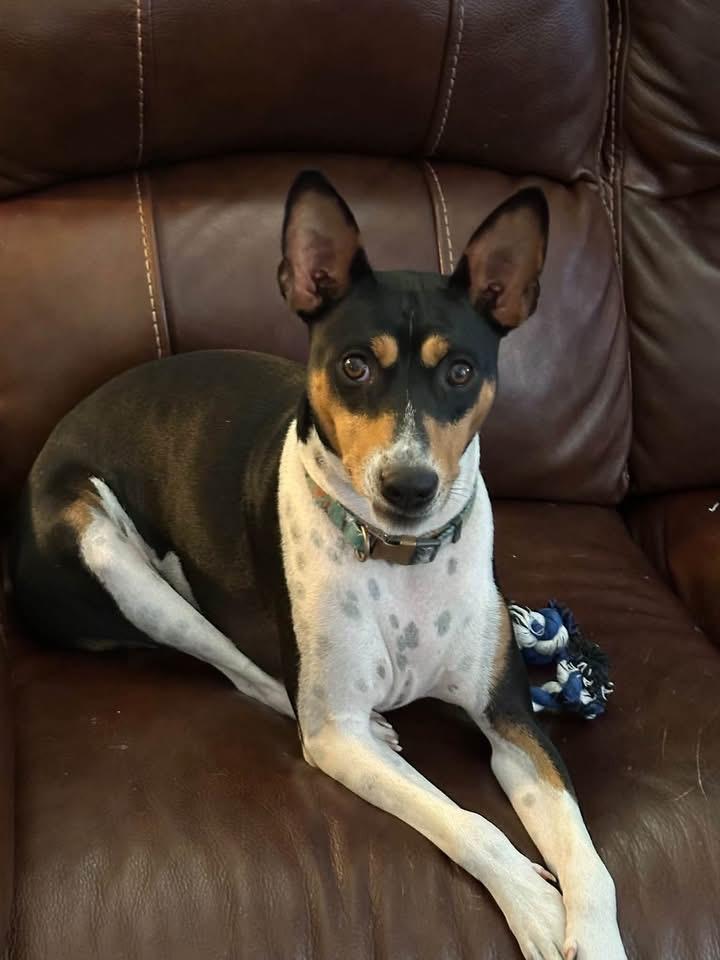 Enlarge Rascal , a Adoptable mixed breed in Garland, TX image 6/6