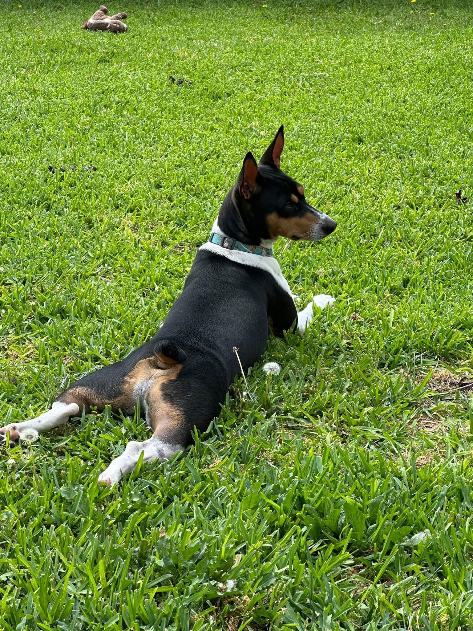 Enlarge Rascal , a Adoptable mixed breed in Garland, TX image 5/6