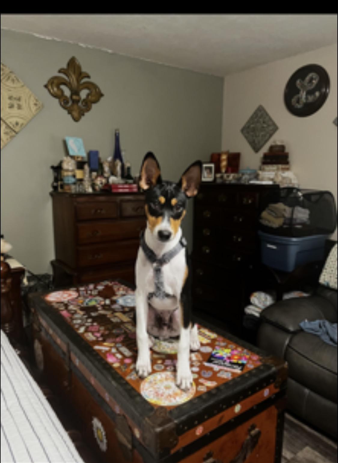 Enlarge Rascal , an adoptable mixed breed in Garland, TX image 3/3