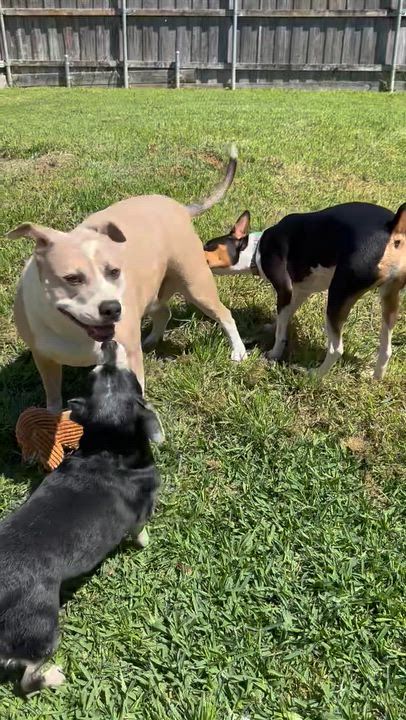 Enlarge Rascal , an adoptable mixed breed in Garland, TX video 1/3