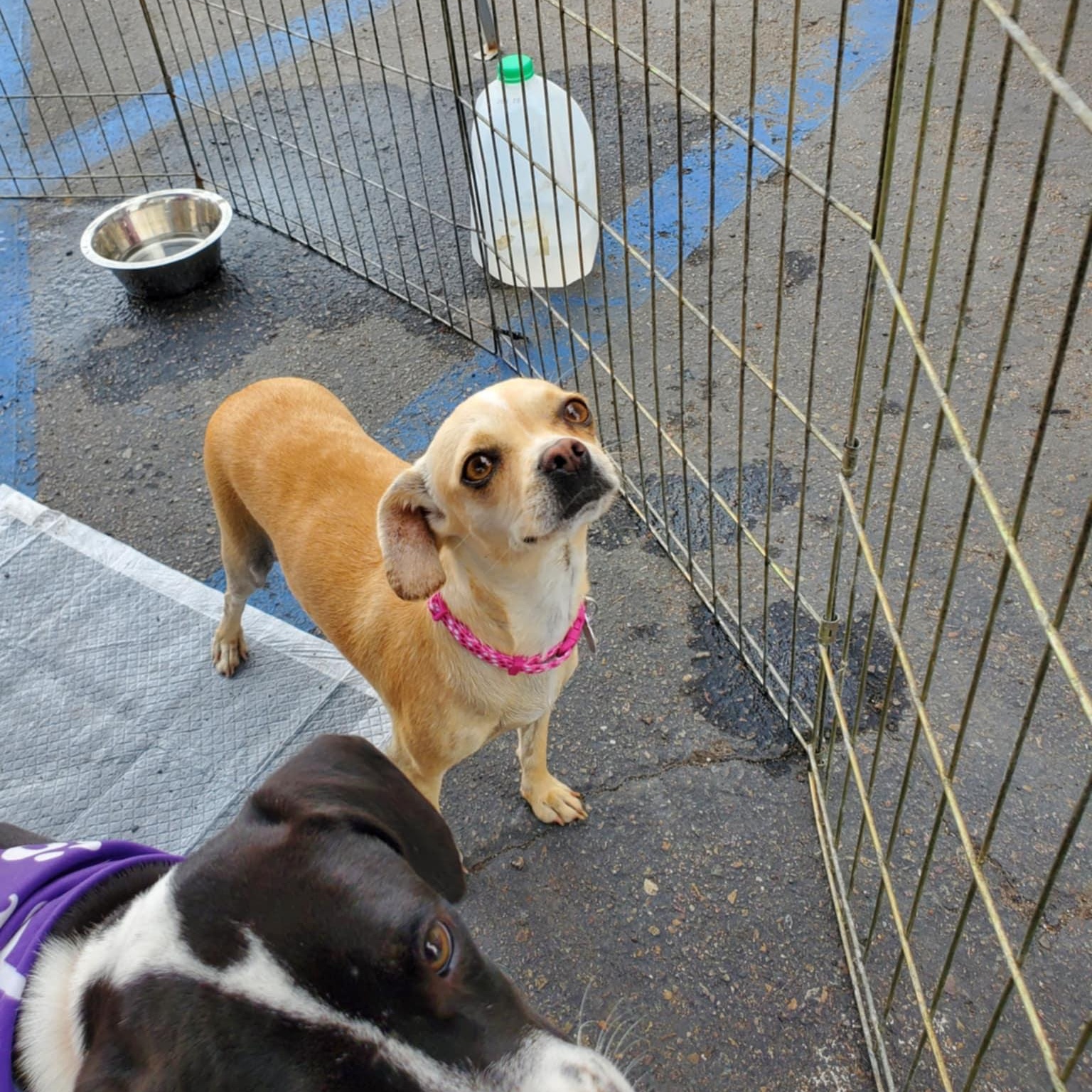 Mimi (Diamond in the Rough)