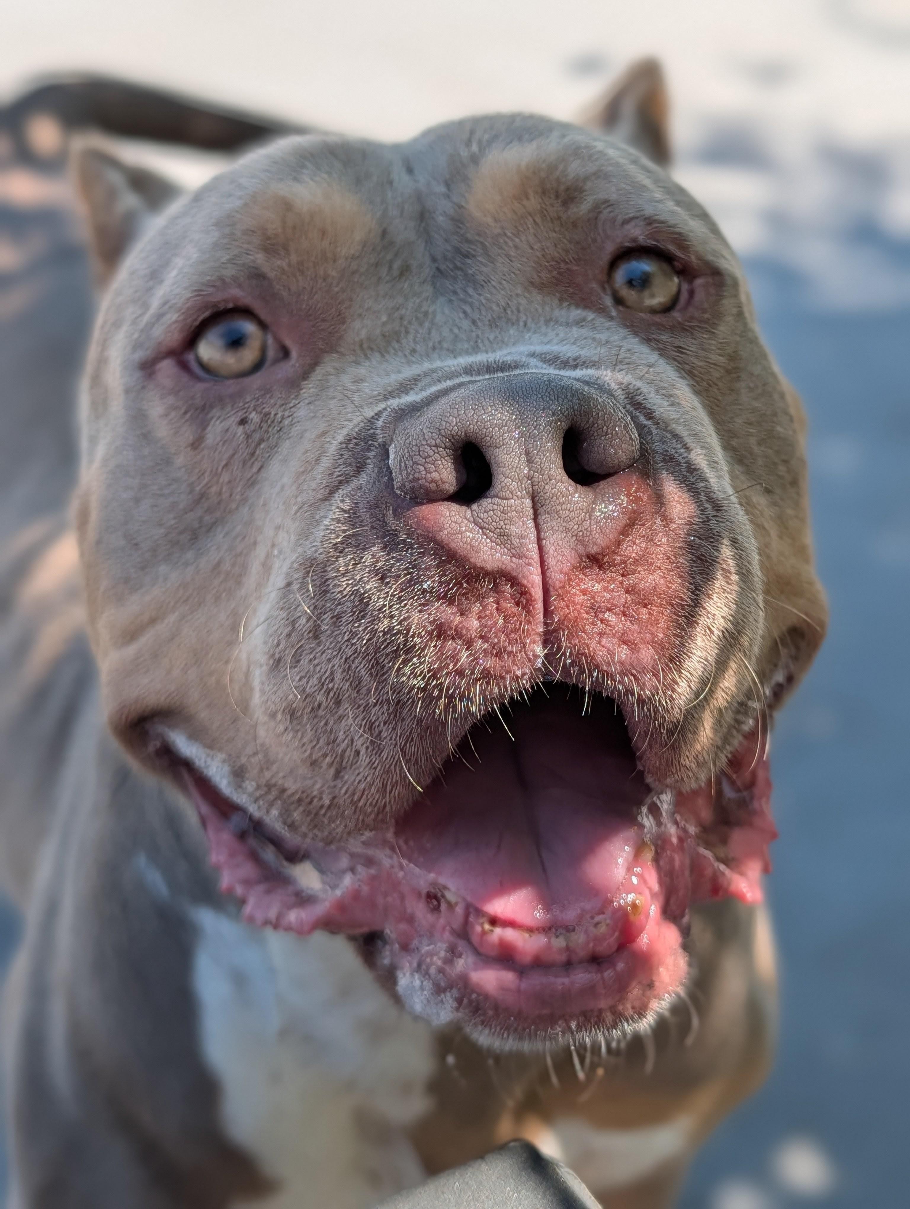 Fauna, a ADOPTABLE mixed breed in Plainfield, NJ image 3/3