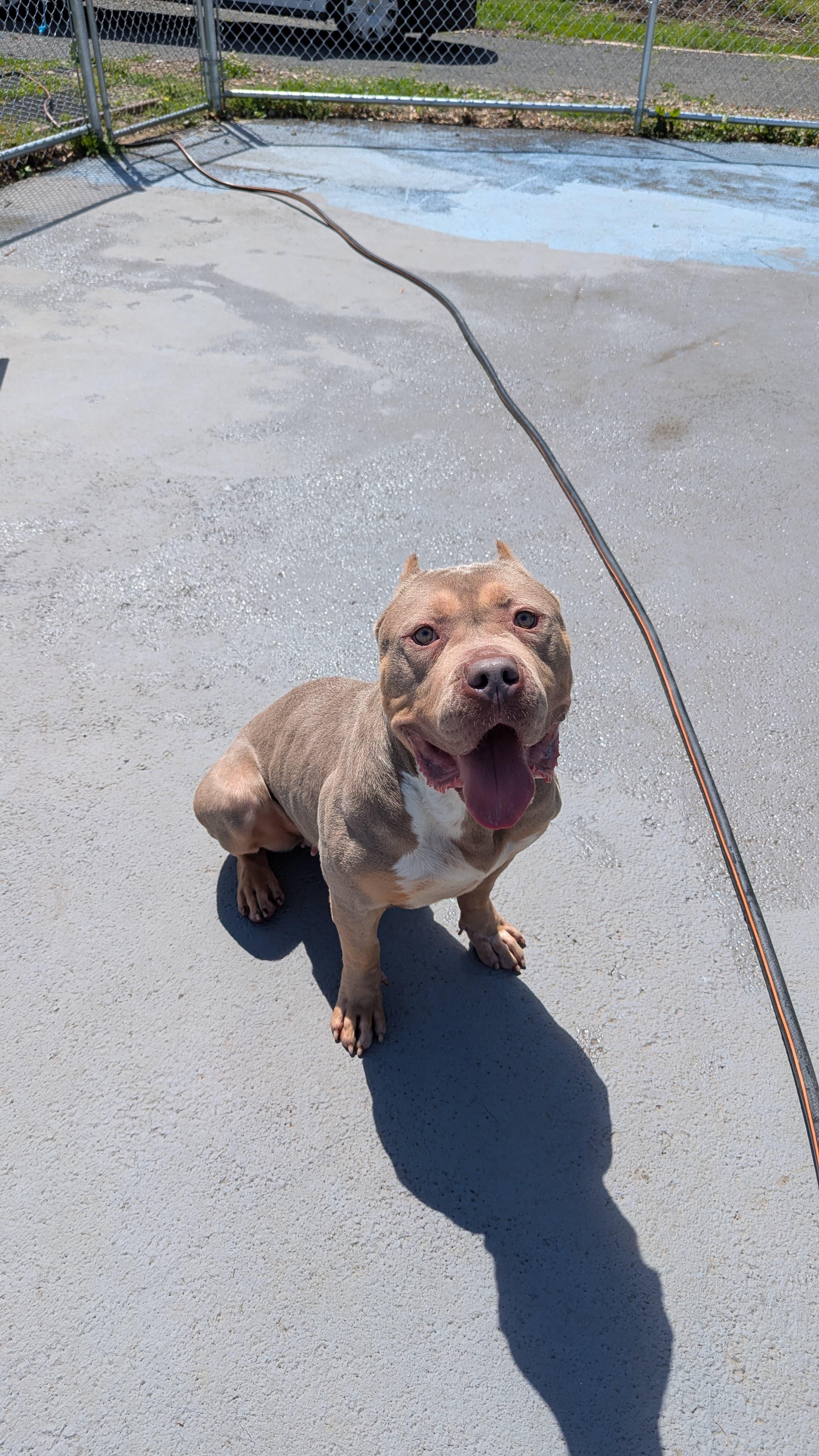 Fauna, a ADOPTABLE mixed breed in Plainfield, NJ image 2/3