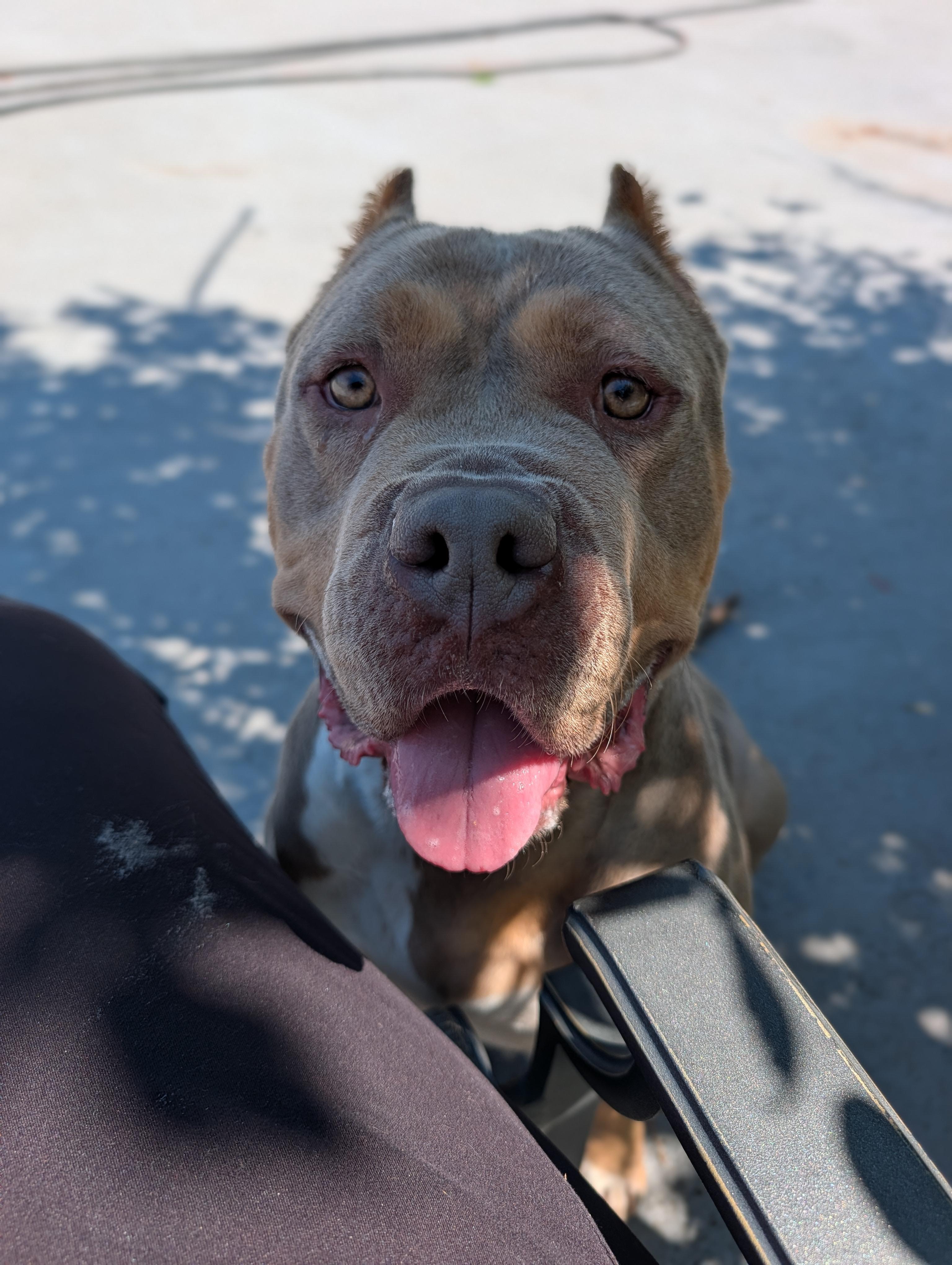 Fauna, a ADOPTABLE mixed breed in Plainfield, NJ image 2/3