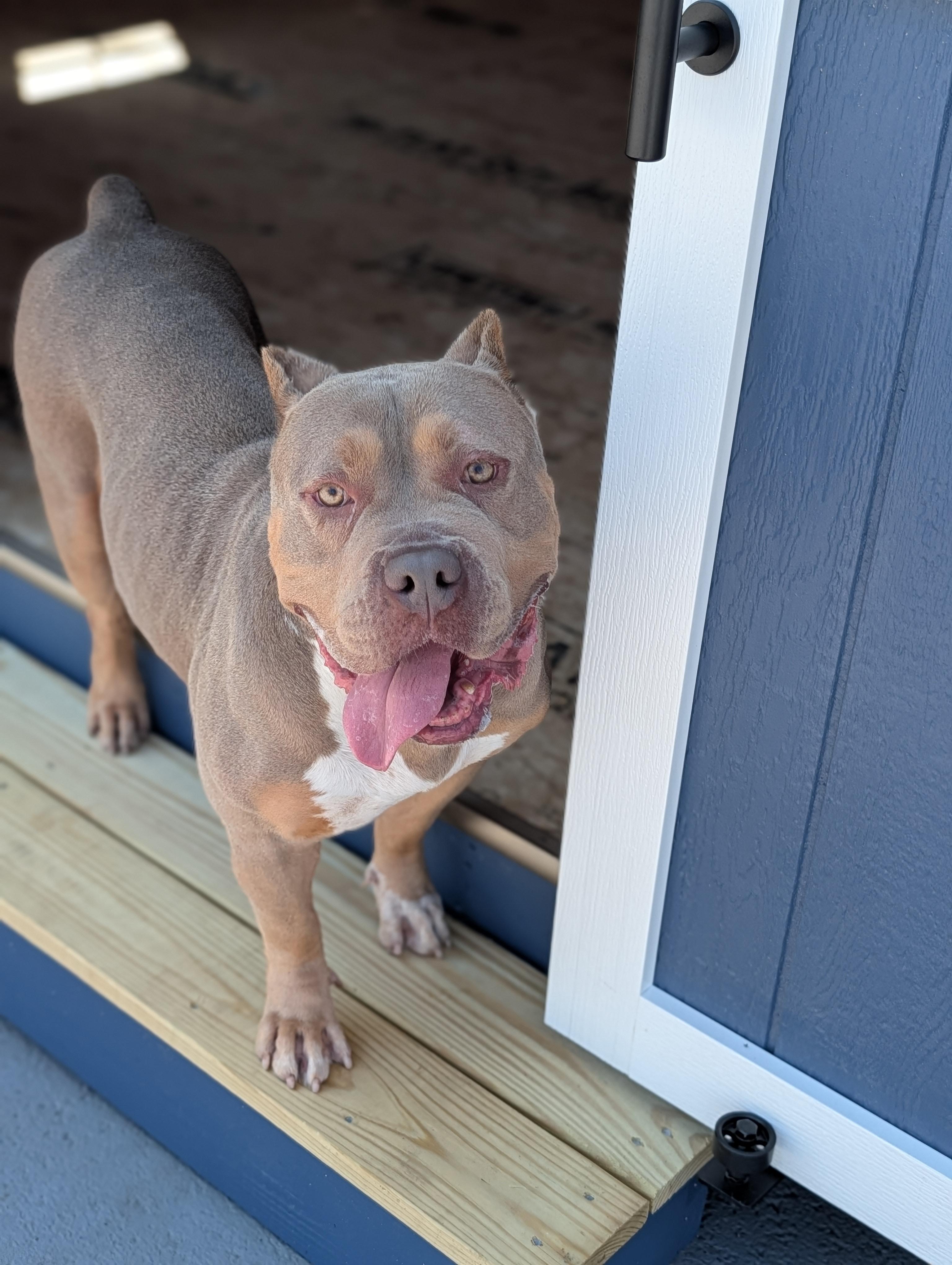 Fauna, a ADOPTABLE mixed breed in Plainfield, NJ image 1/3