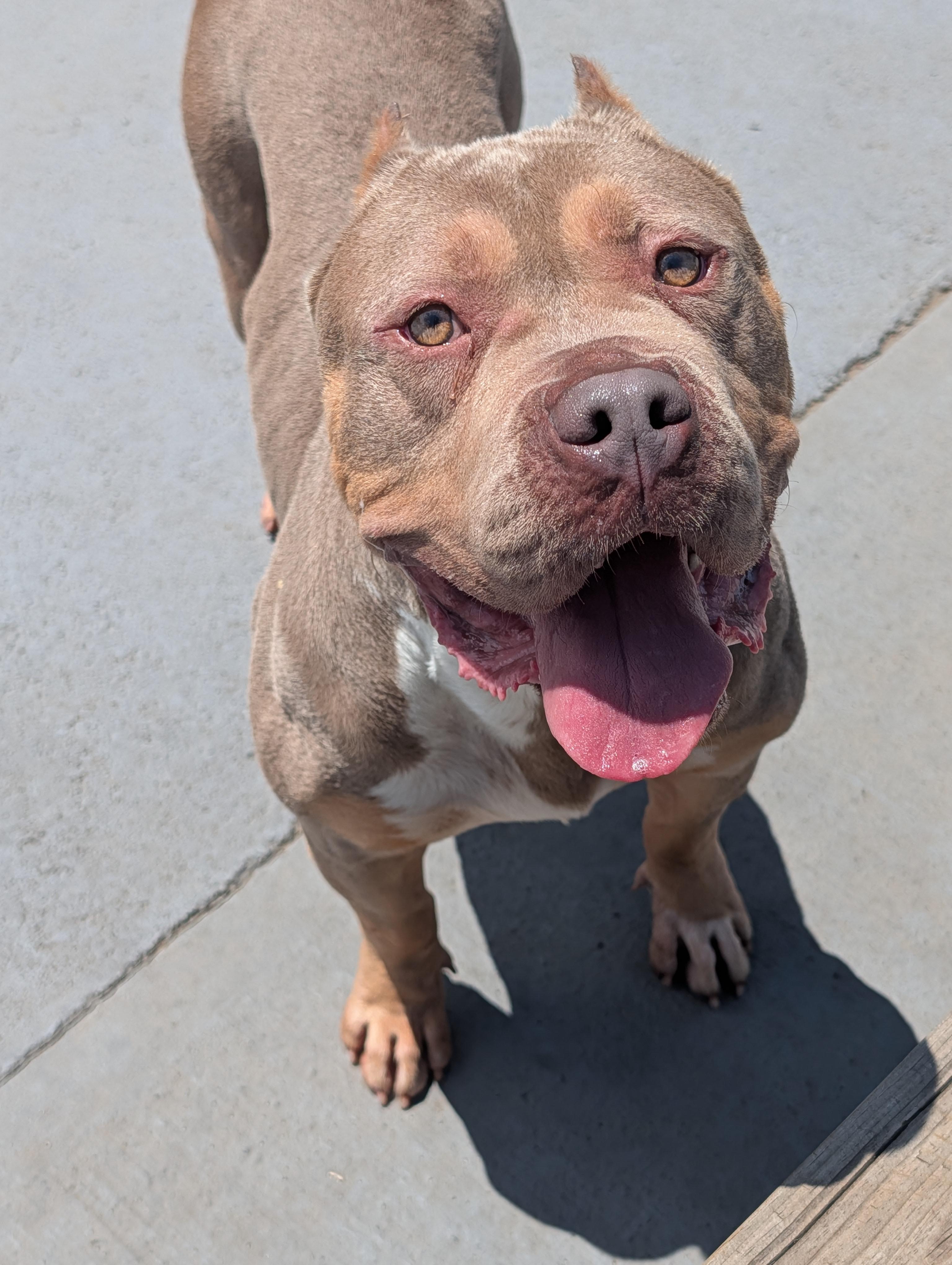 Fauna, a ADOPTABLE mixed breed in Plainfield, NJ image 1/3