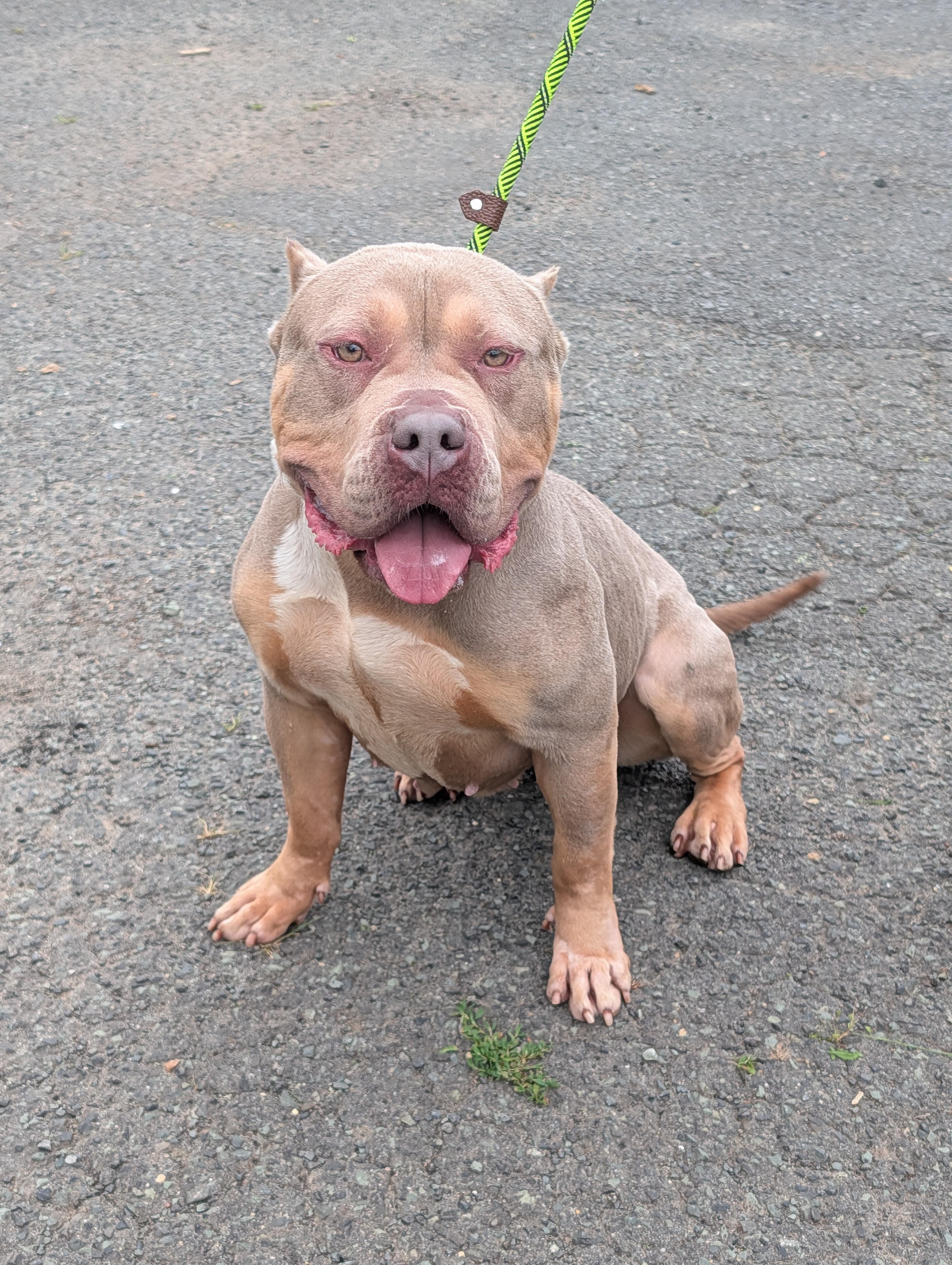 Fauna, a ADOPTABLE mixed breed in Plainfield, NJ image 3/3