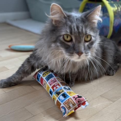 Enlarge Elvis (bonded to Priscilla), a Adoptable Domestic Long Hair in Neenah, WI image 1/6