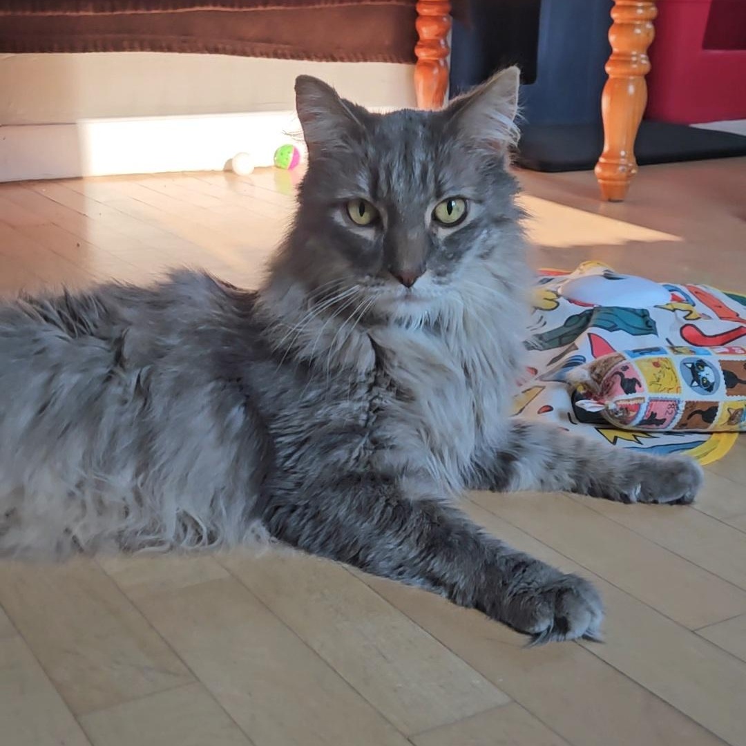 Enlarge Elvis (bonded to Priscilla), a Adoptable Domestic Long Hair in Neenah, WI image 2/6