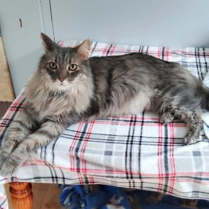 Elvis (bonded to Priscilla), Adoptable, Adult Male Domestic Long Hair.