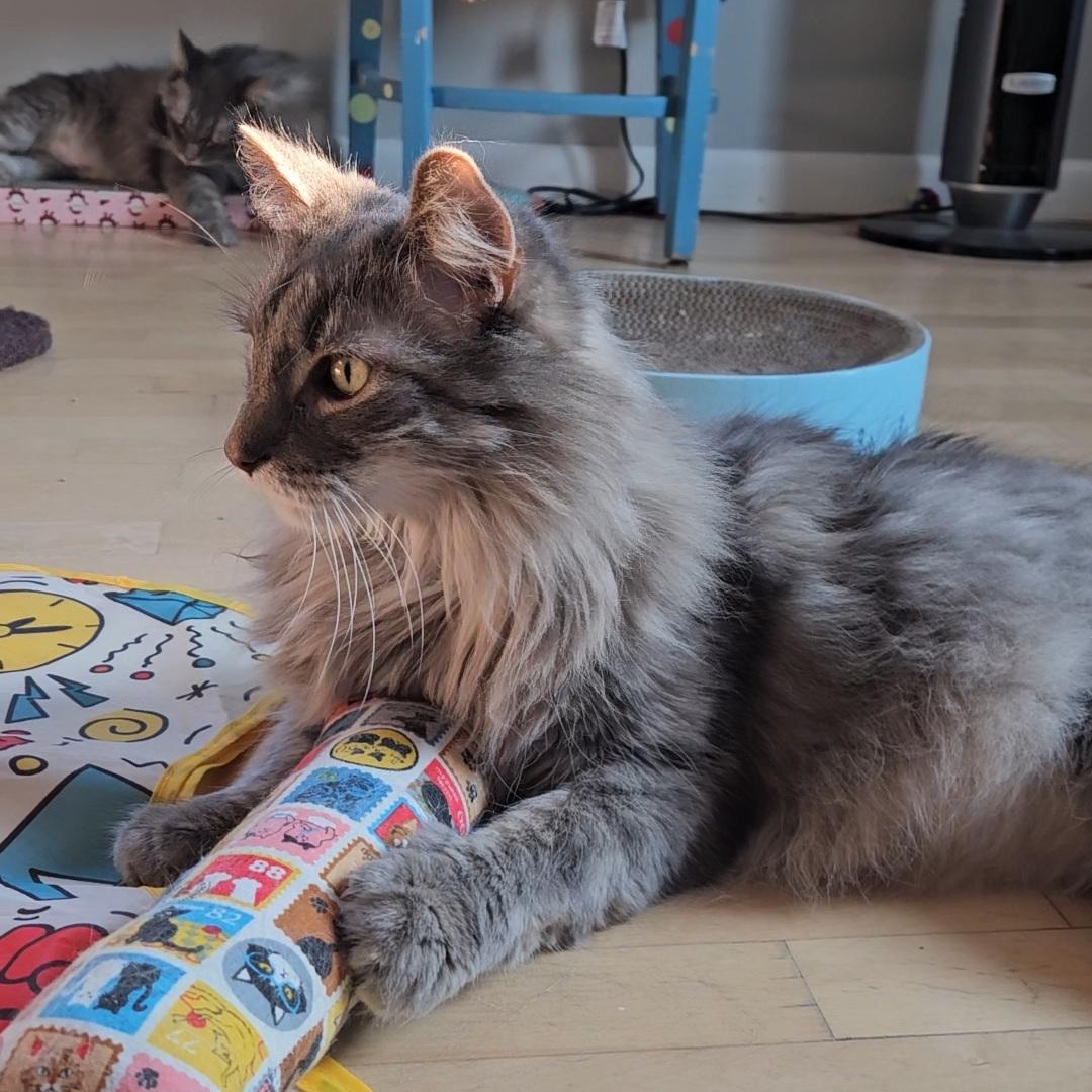 Enlarge Elvis (bonded to Priscilla), a Adoptable Domestic Long Hair in Neenah, WI image 4/6