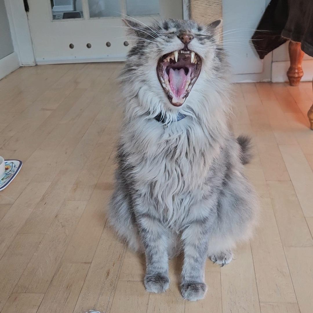 Enlarge Elvis (bonded to Priscilla), a Adoptable Domestic Long Hair in Neenah, WI image 5/6