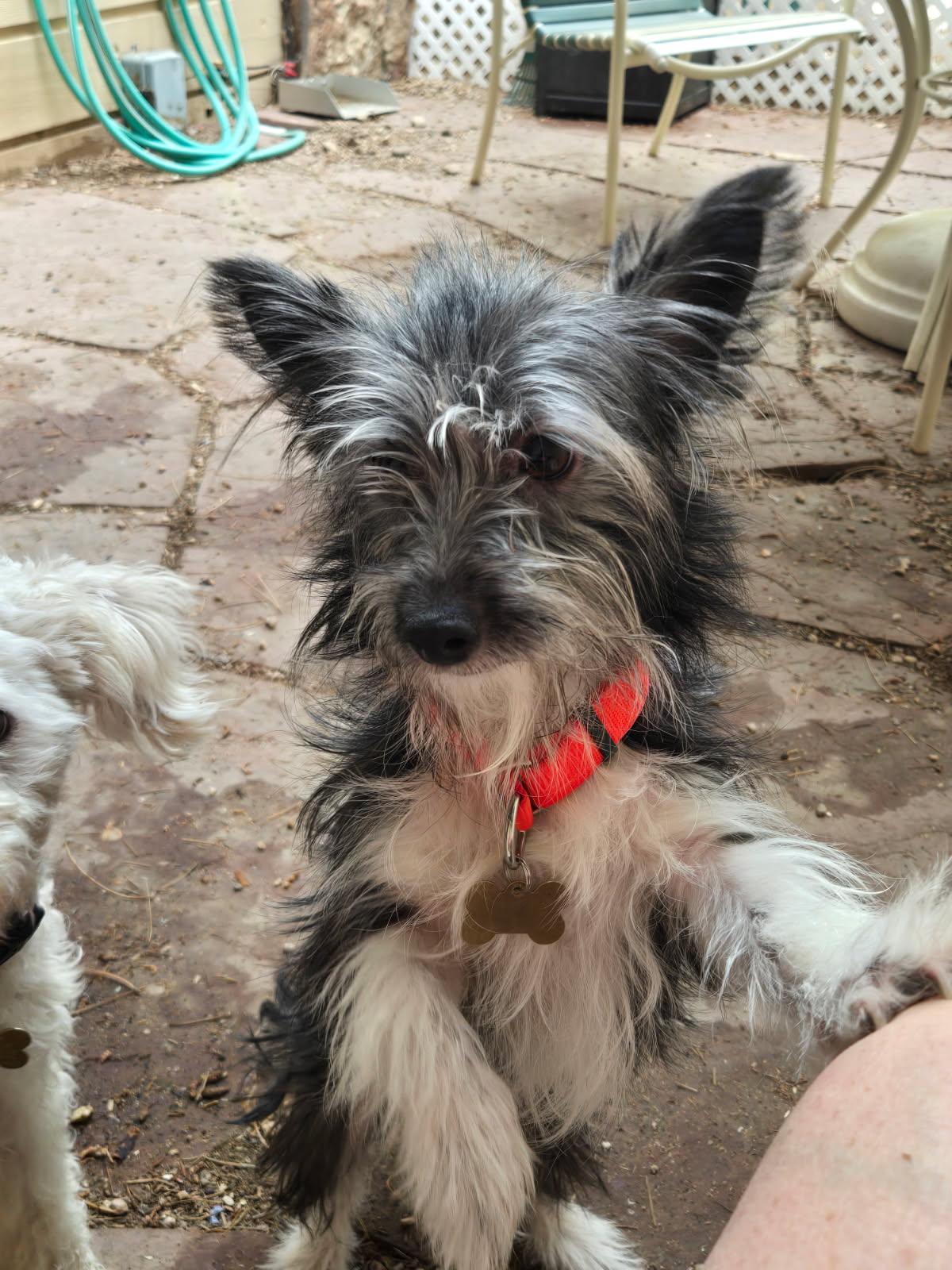 Yoshi, a ADOPTABLE Terrier in Littleton, CO image 4/4