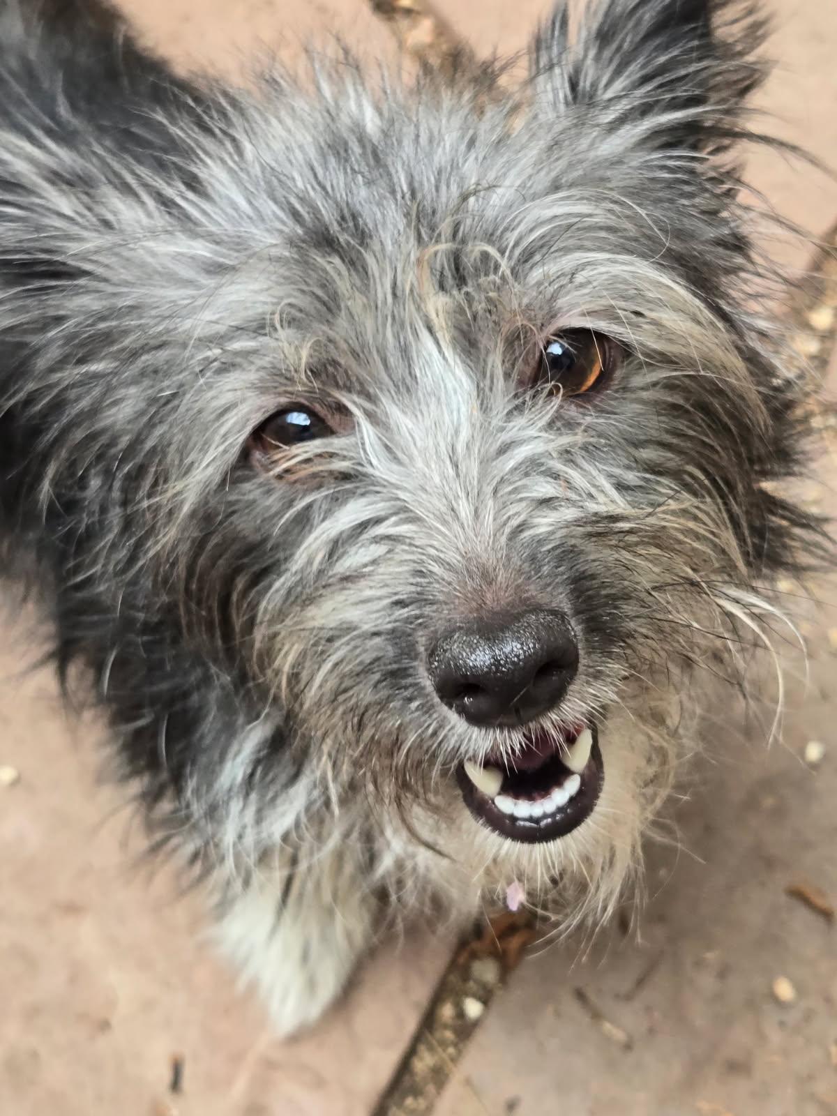 Yoshi, ADOPTABLE, Young Female Terrier.