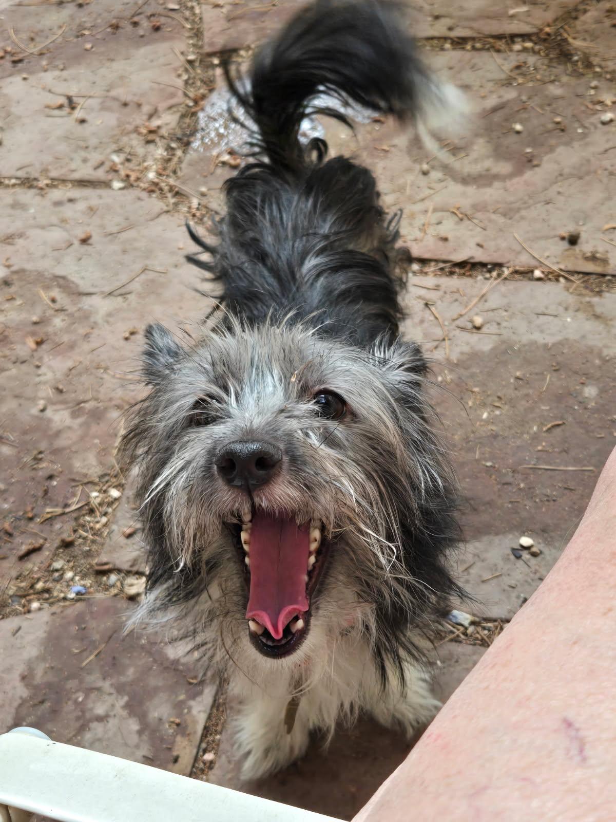 Yoshi, a ADOPTABLE Terrier in Littleton, CO image 3/4