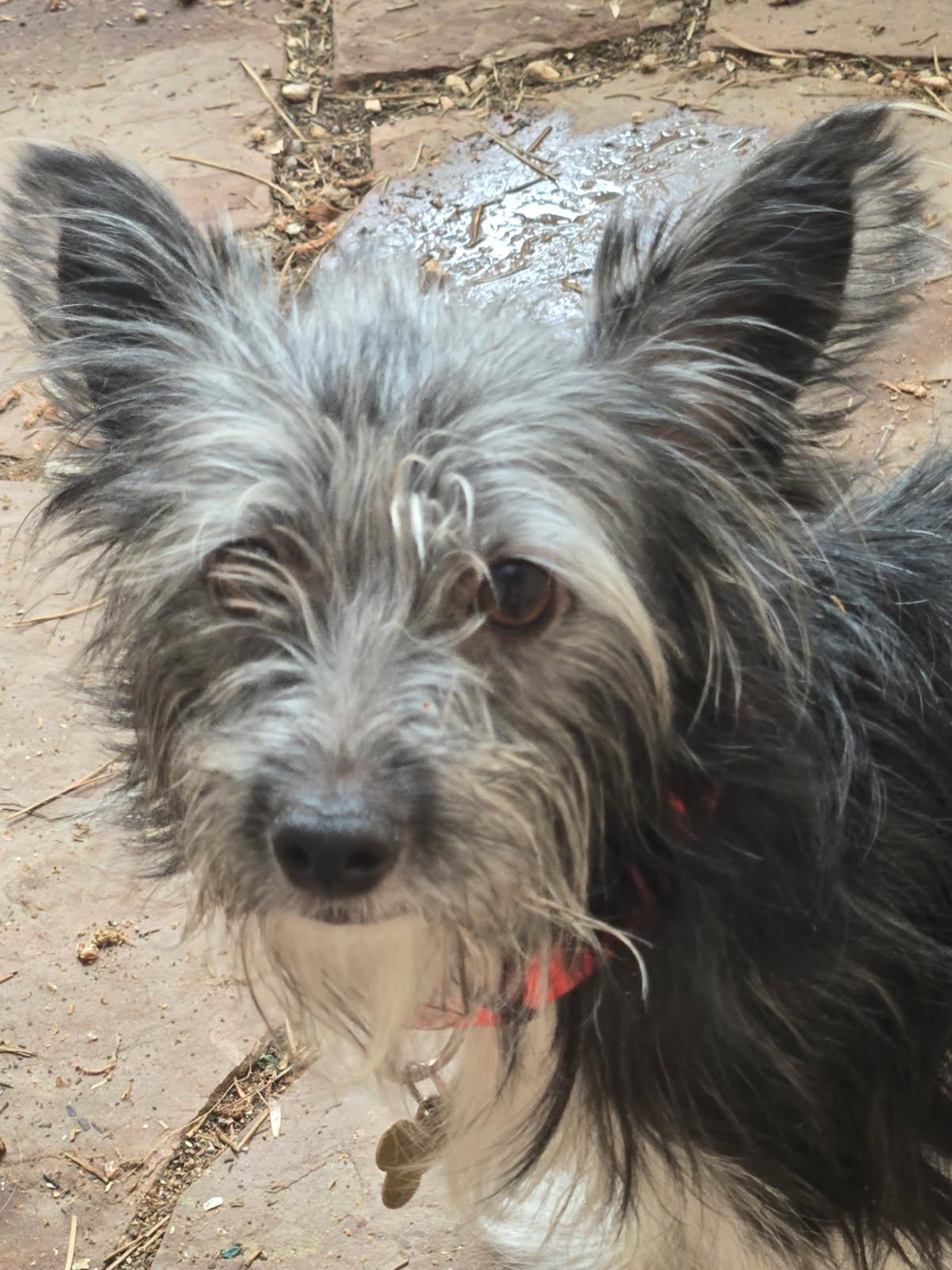 Yoshi, a ADOPTABLE Terrier in Littleton, CO image 2/4