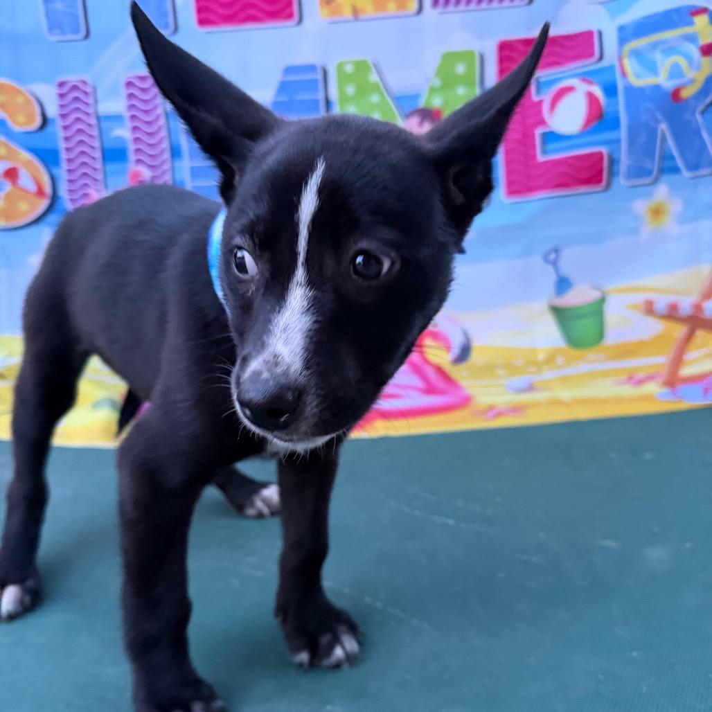 Enlarge Mascara, a Adoptable mixed breed in Aledo, TX image 2/6