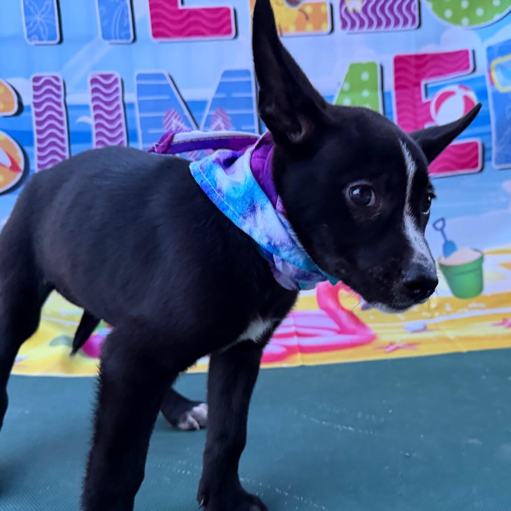 Enlarge Mascara, a Adoptable mixed breed in Aledo, TX image 3/6
