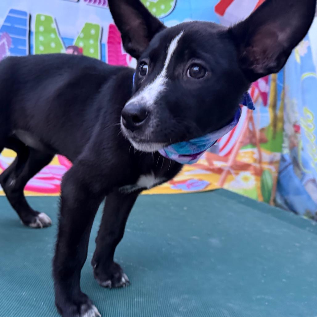 Enlarge Mascara, a Adoptable mixed breed in Aledo, TX image 5/6
