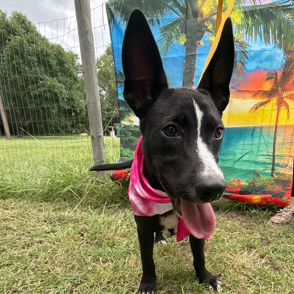 Enlarge Mascara, a Adoptable mixed breed in Aledo, TX image 6/6