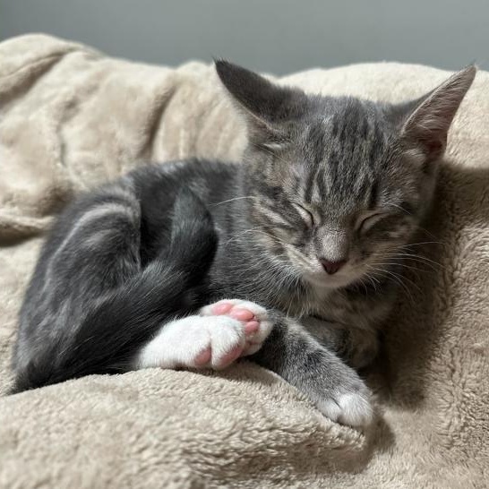 Orange aka Goliath, Adoptable, Young Male Domestic Short Hair.
