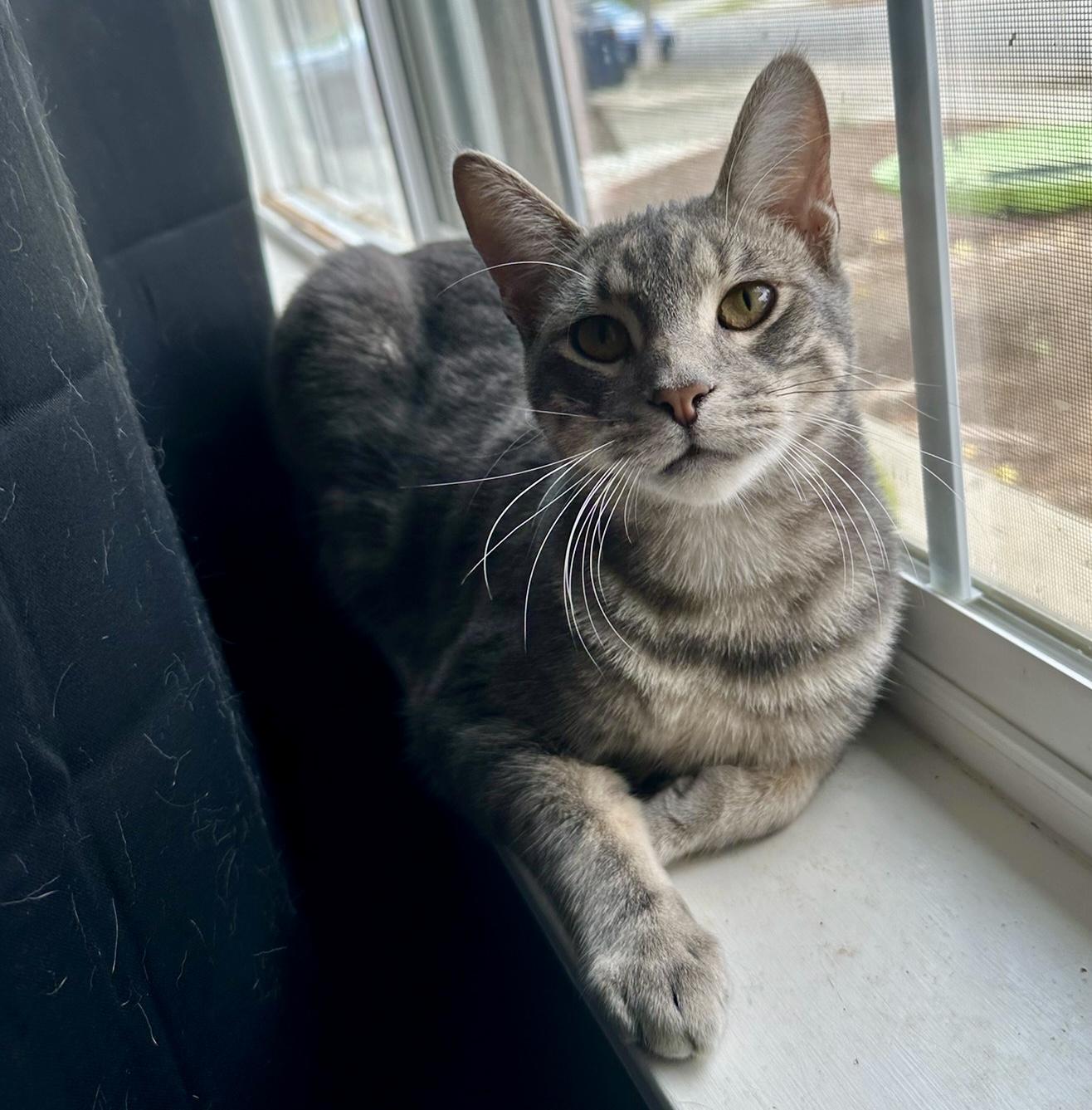 Orange aka Goliath, Adoptable, Young Male Domestic Short Hair.