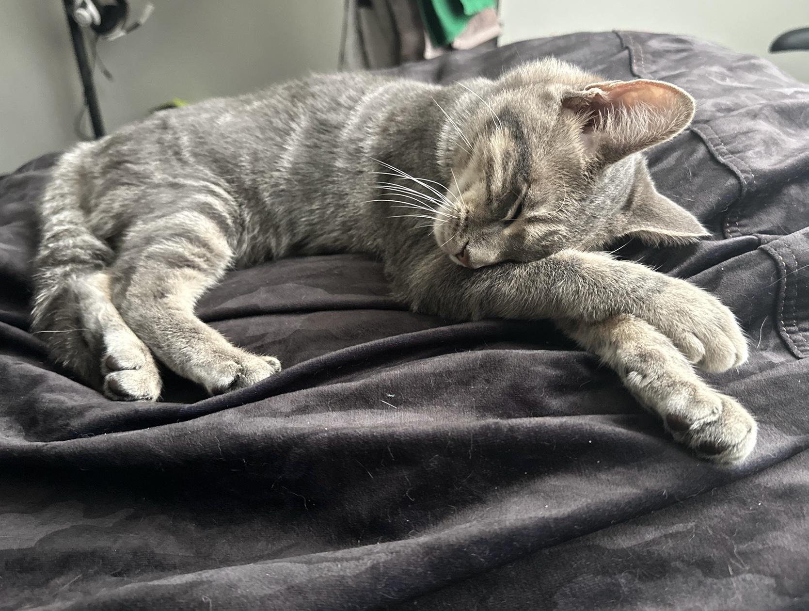 Orange aka Goliath, a Adoptable mixed breed in San Jose, CA image 2/3